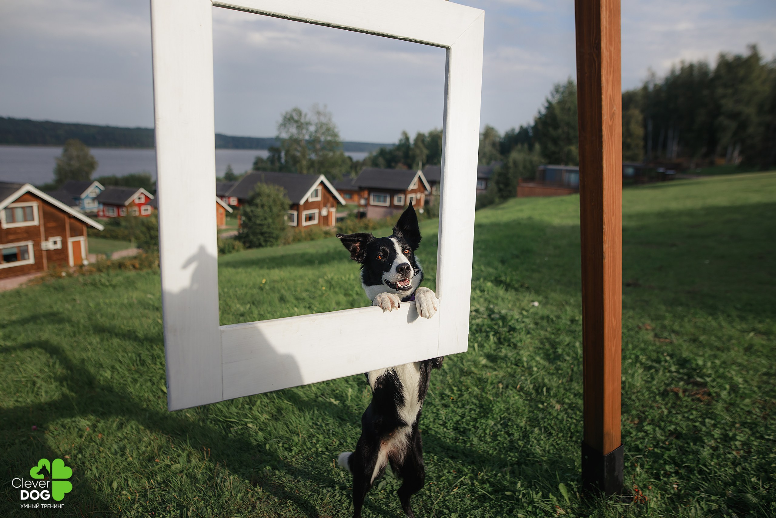 Кинологический лагерь CleverDog, 2024. Фотограф-анималист Mary Mart — Москва, Питер