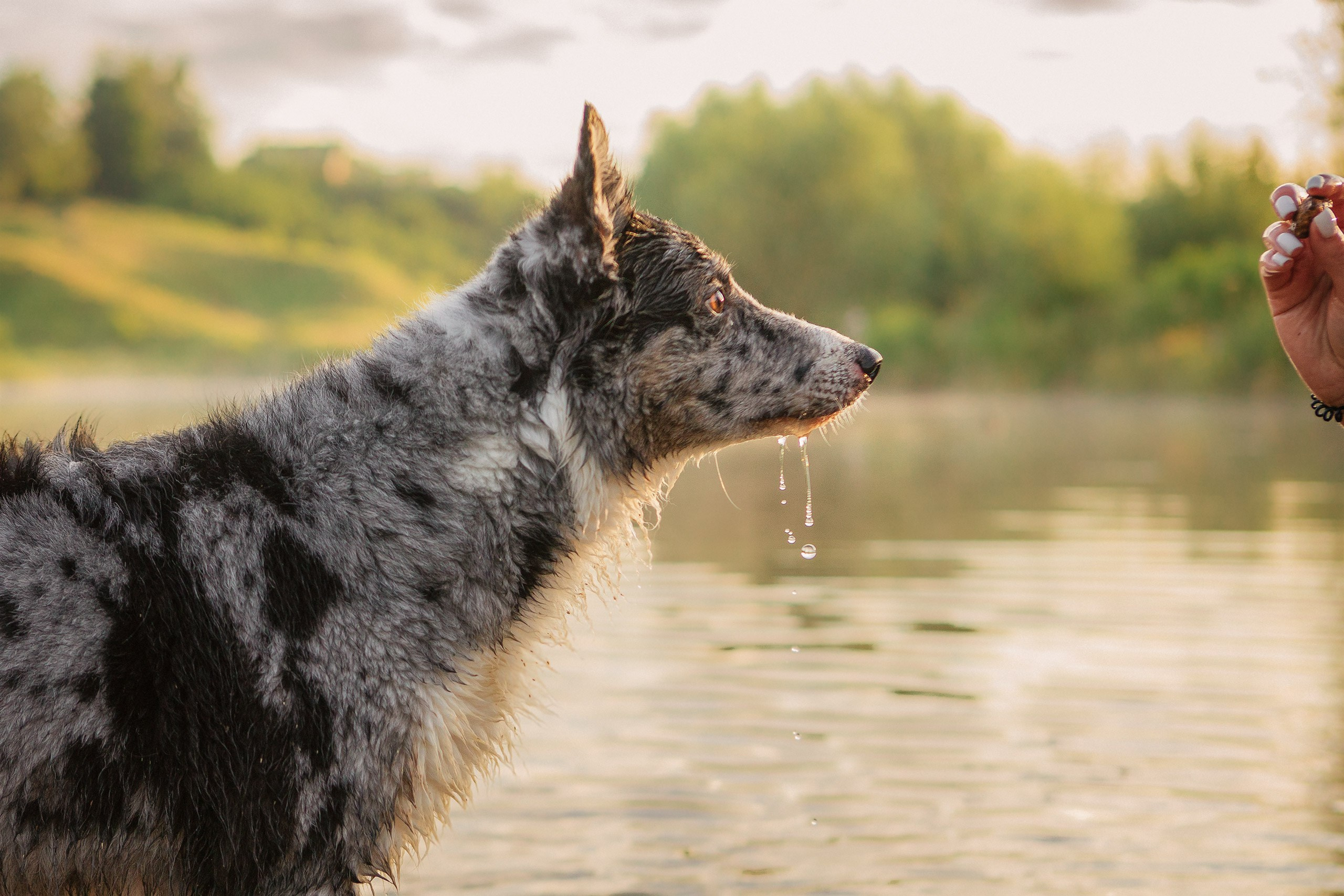 Таня и команда на рассвете. Фотограф анималист Кузнецова Анна Нижний Новгород