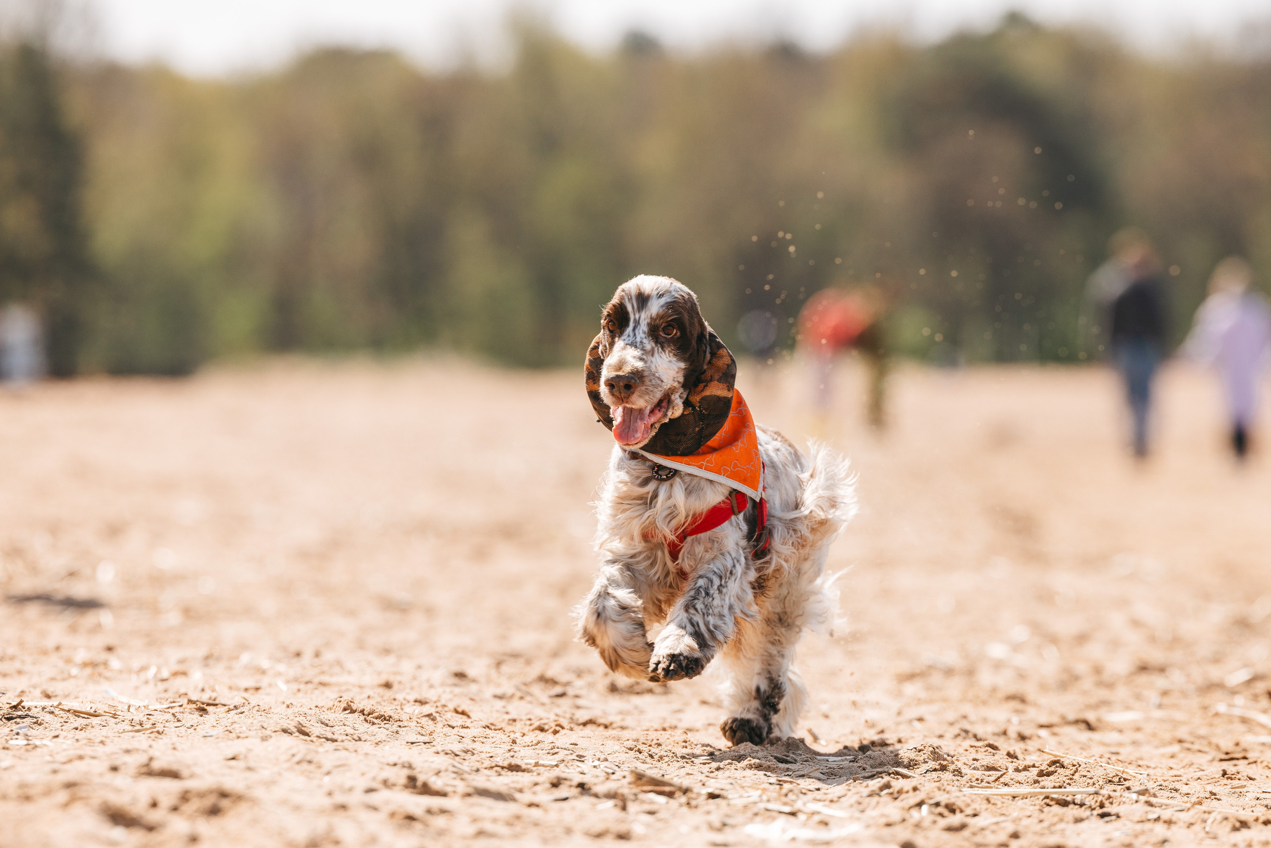 Спанимания. Фотограф анималист Осипчикова Мария