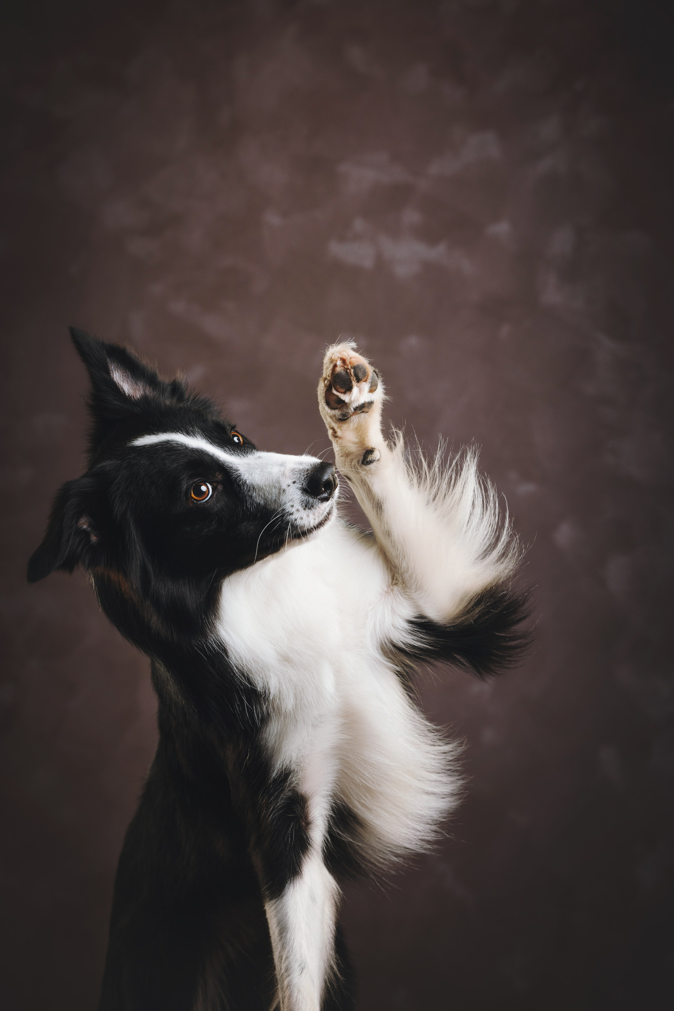 Бордер-колли. Фотограф анималист Осипчикова Мария