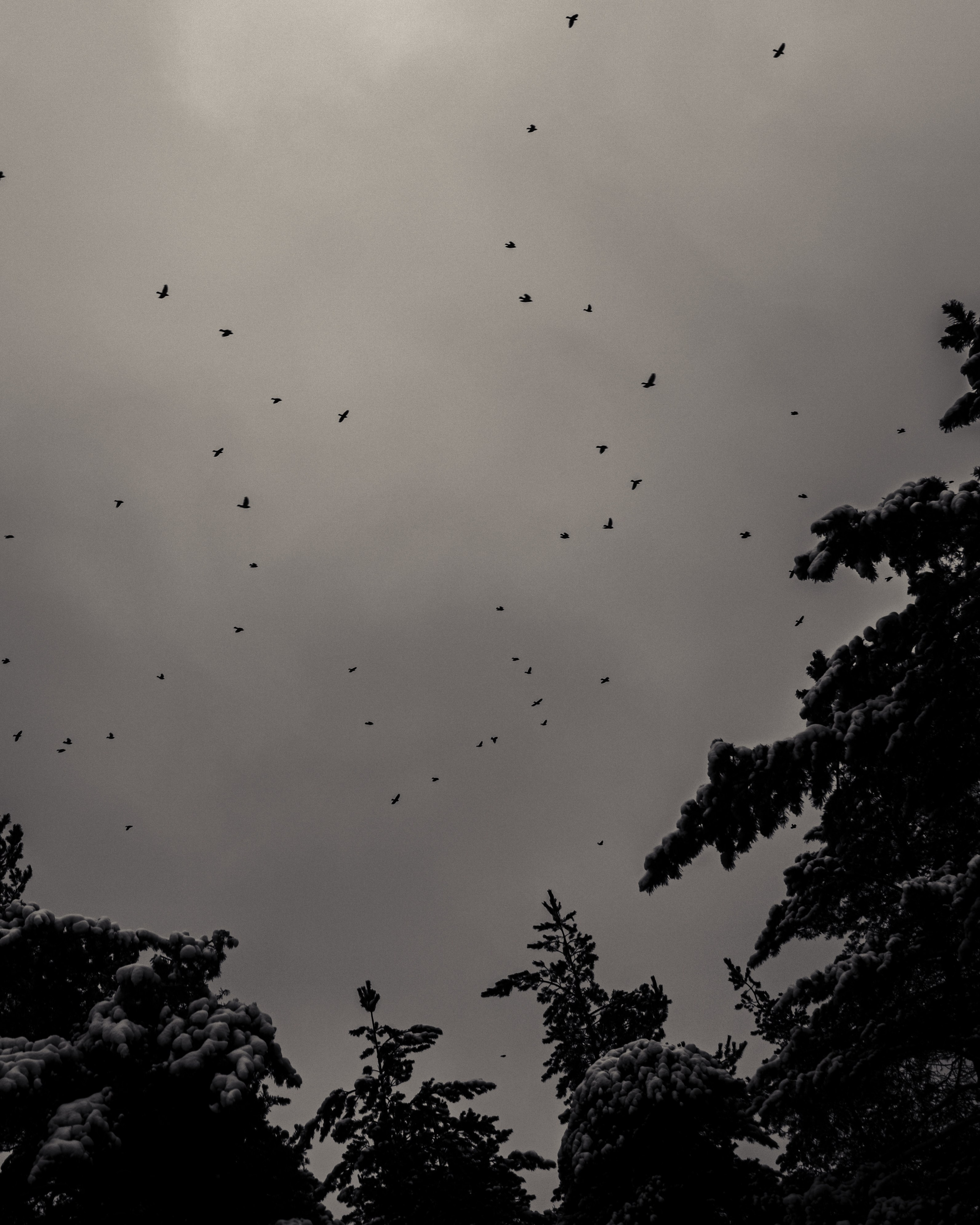 Олеся. Анна Мильч