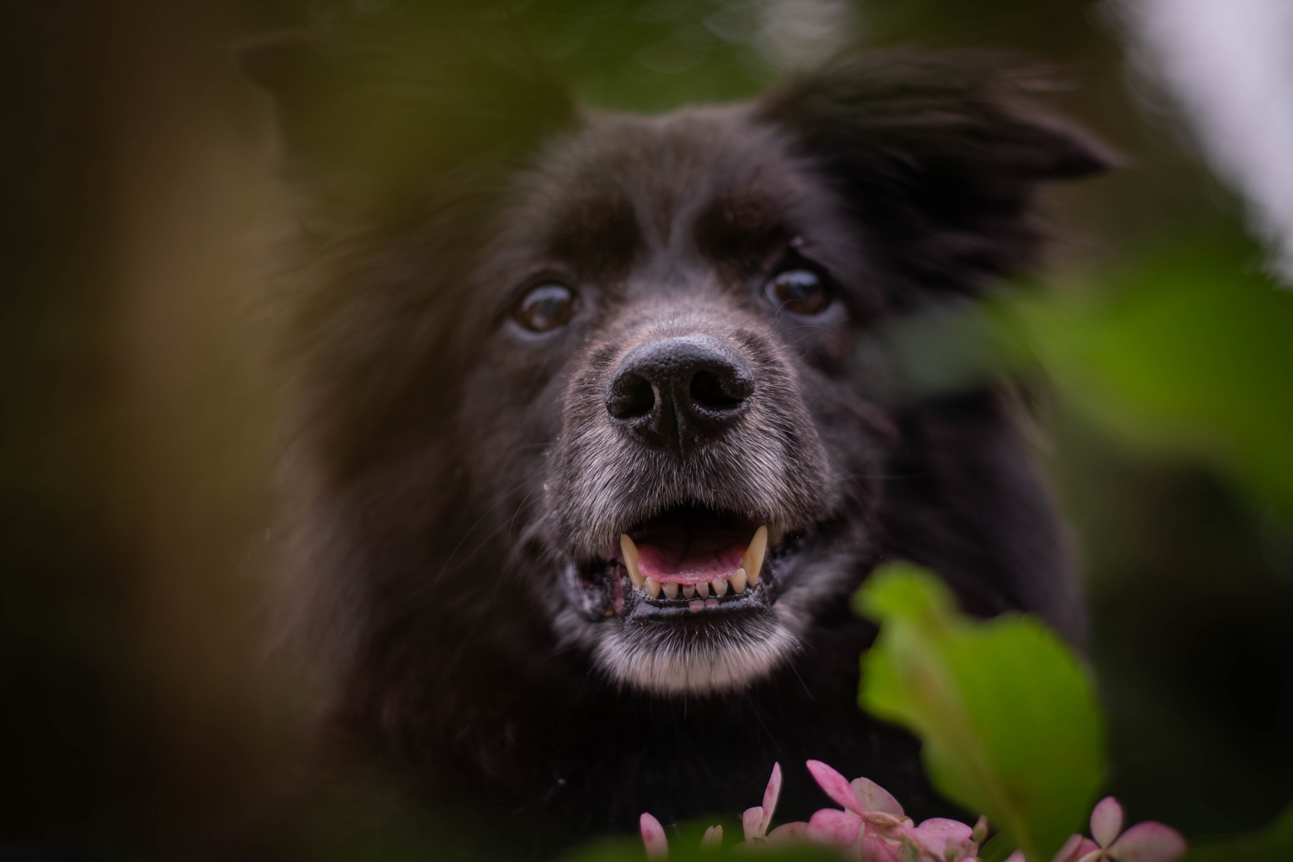 Альба и Даша. Фотограф Светлана Блинова, Москва и Московская область