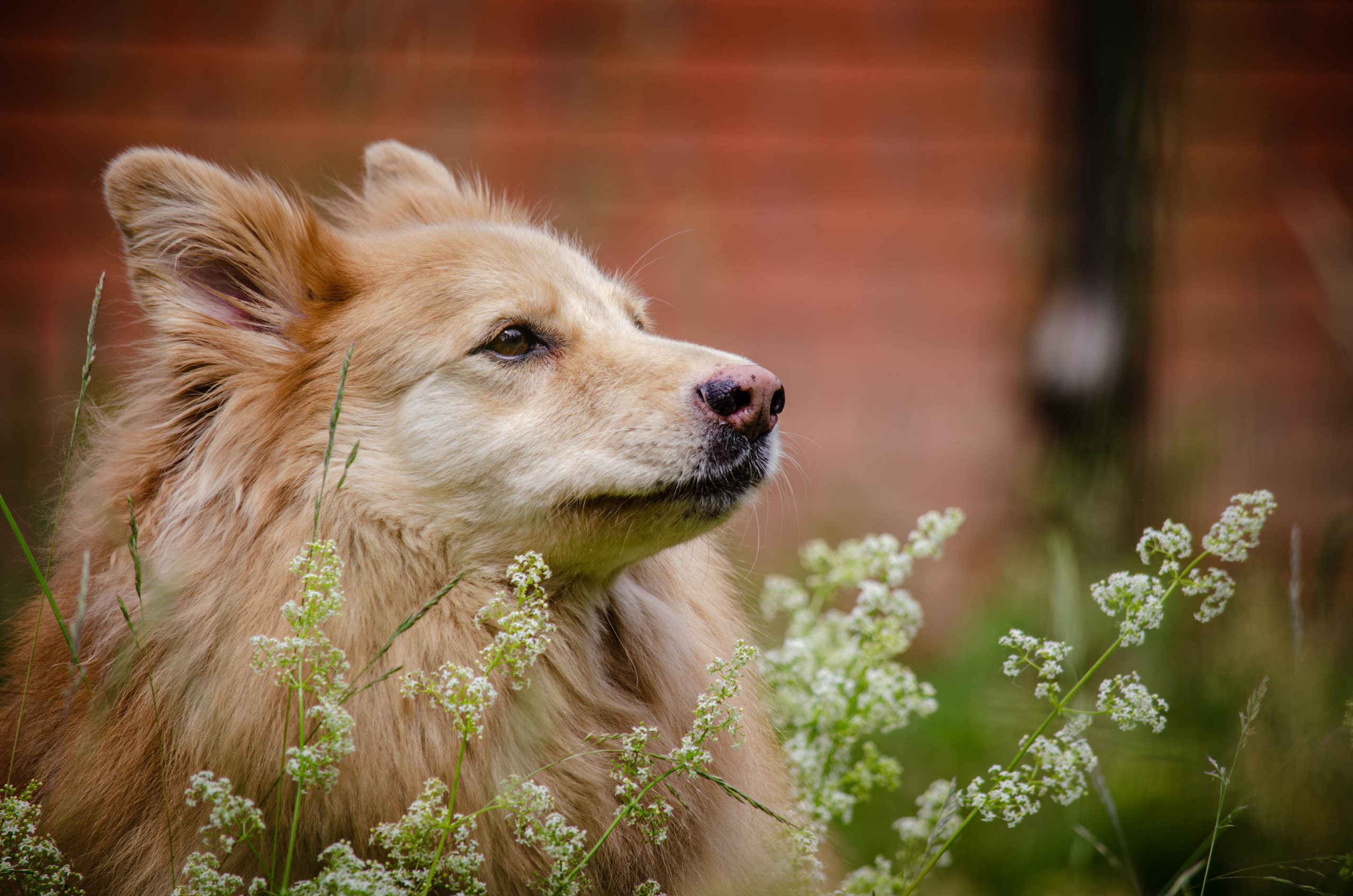 Мира и Чиж. Фотограф Светлана Блинова, Москва и Московская область