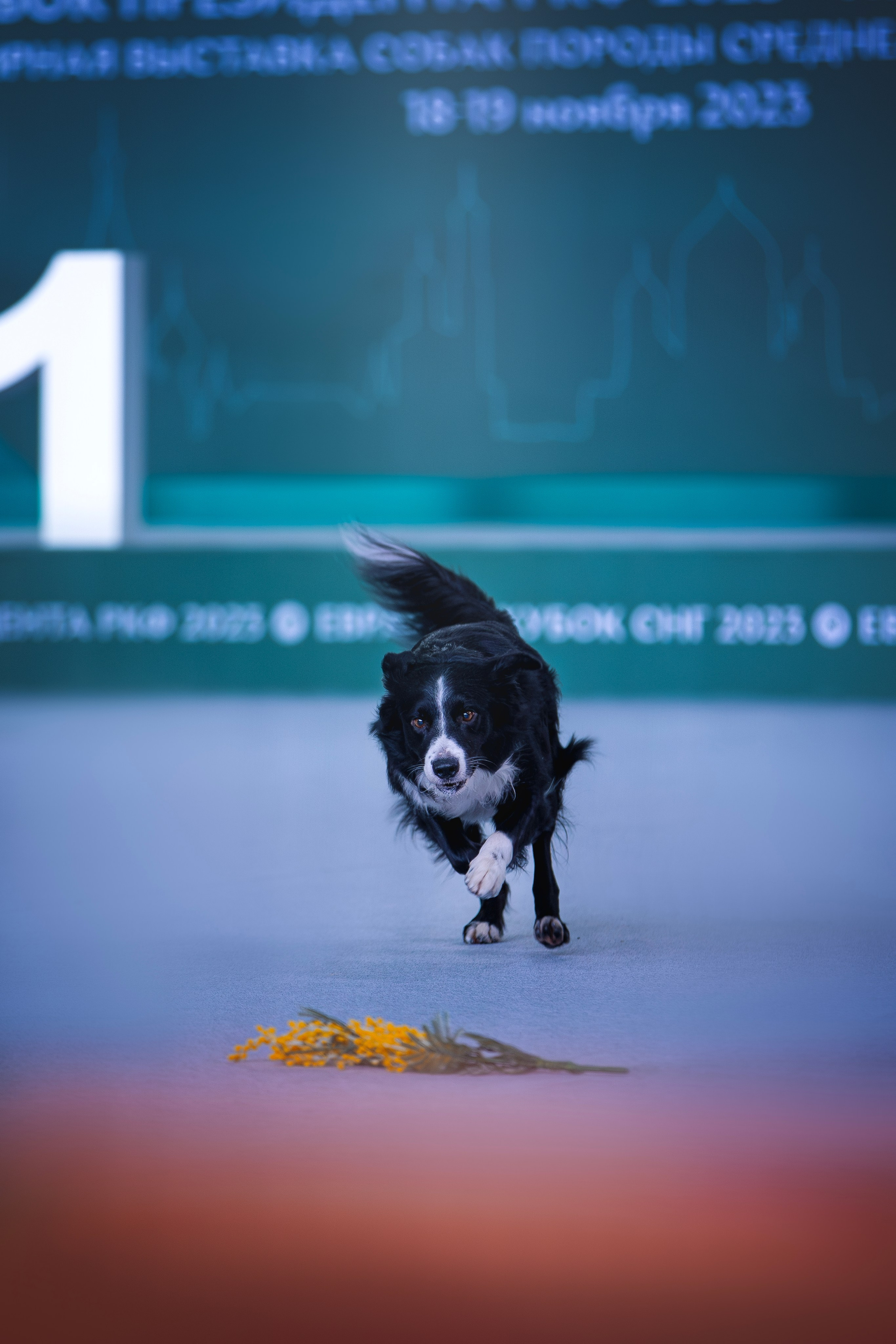 Выставки. Фотограф анималист в Москве Майорова Евгения