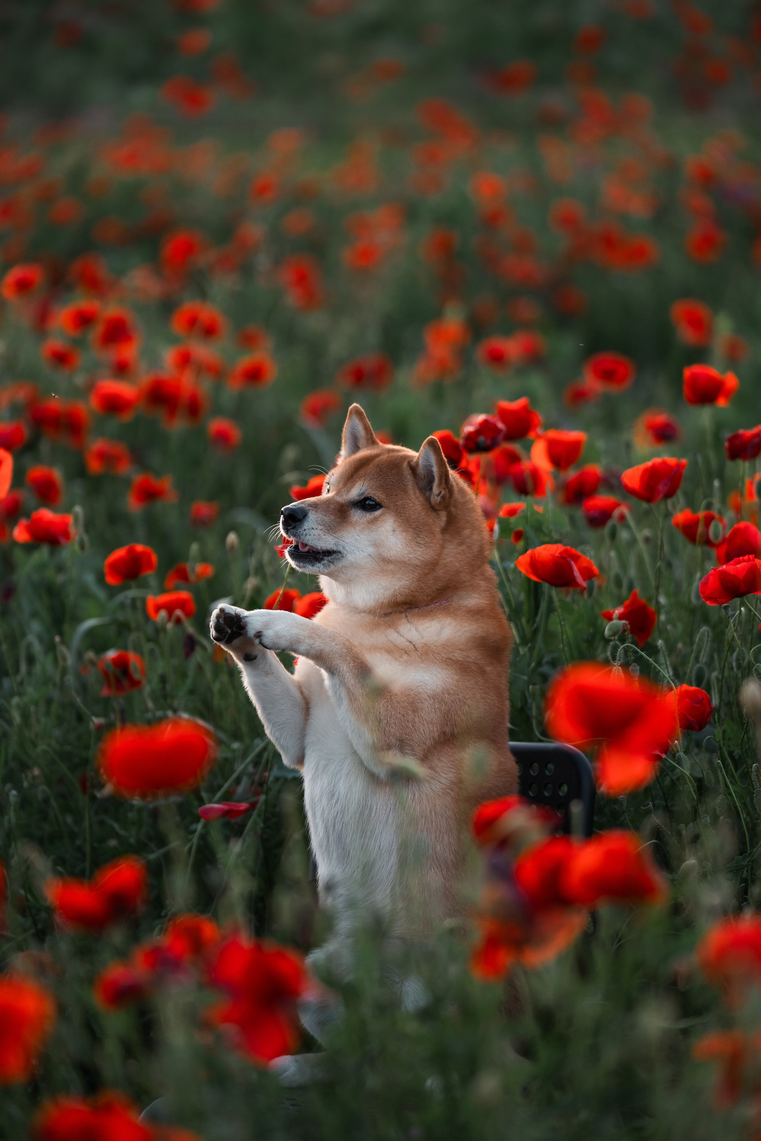 Маковое поле. Фотограф анималист