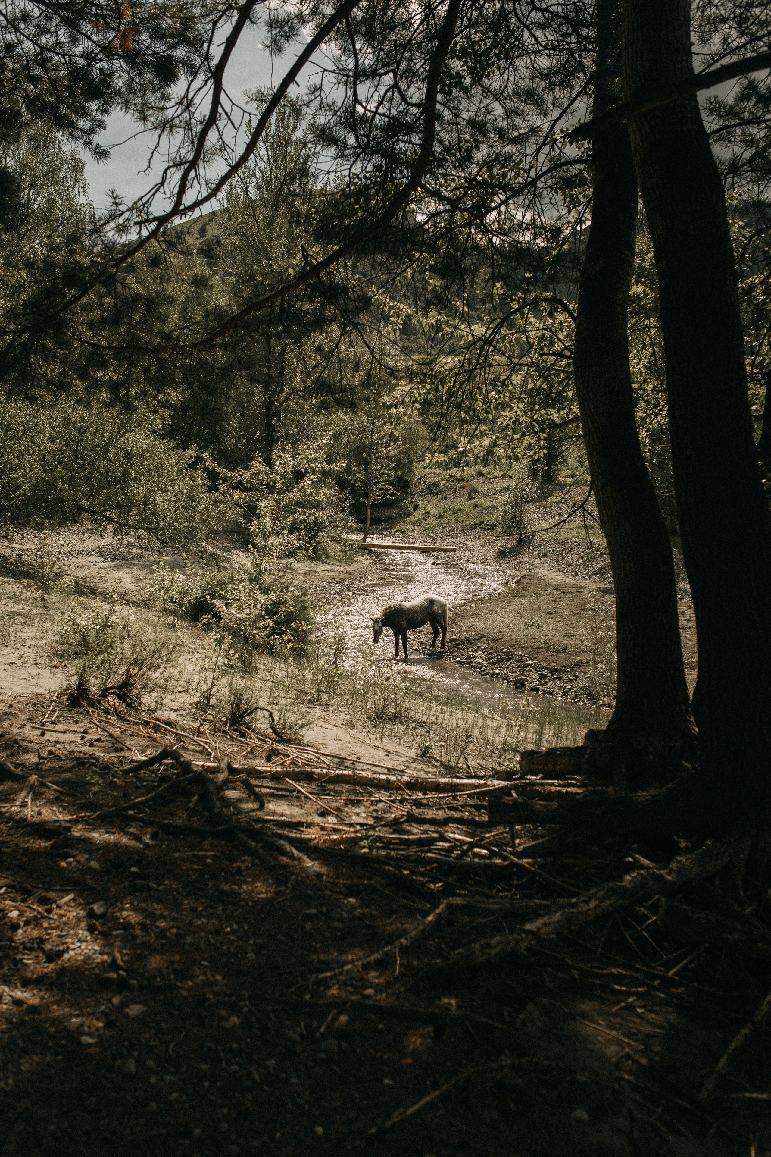 Илья и Оксана (Алтай). Свадебный и портретный фотограф в Калининграде и Москве Марк Юдинцев