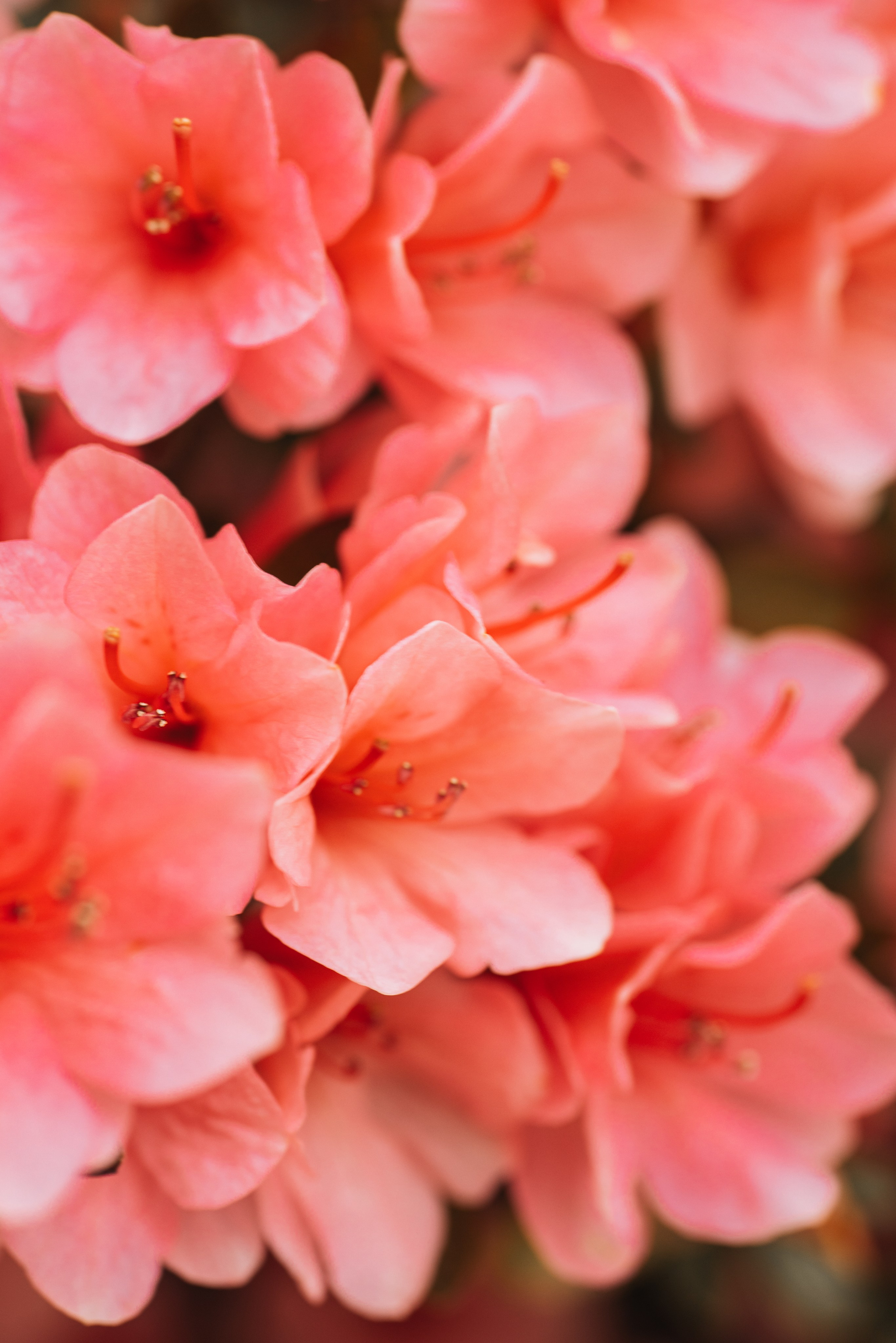 Macro. Фотограф на Юге России