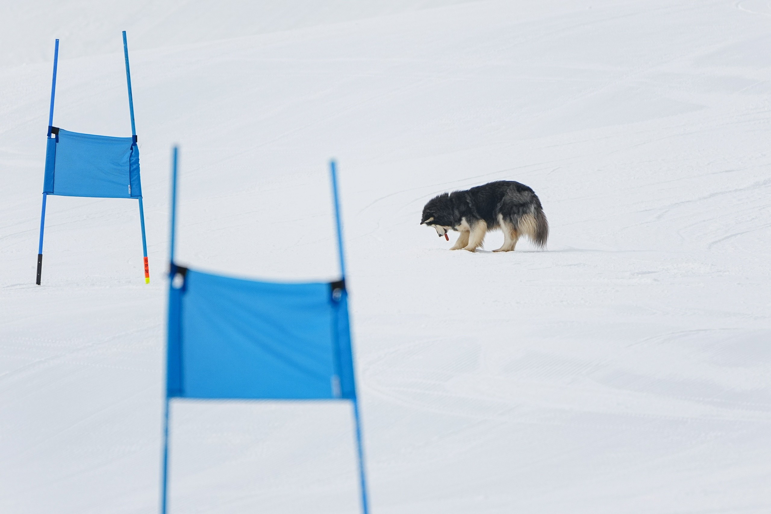 Шуколово. Приз Губернатора МО, GS, 2024. Фотограф Студитский Евгений