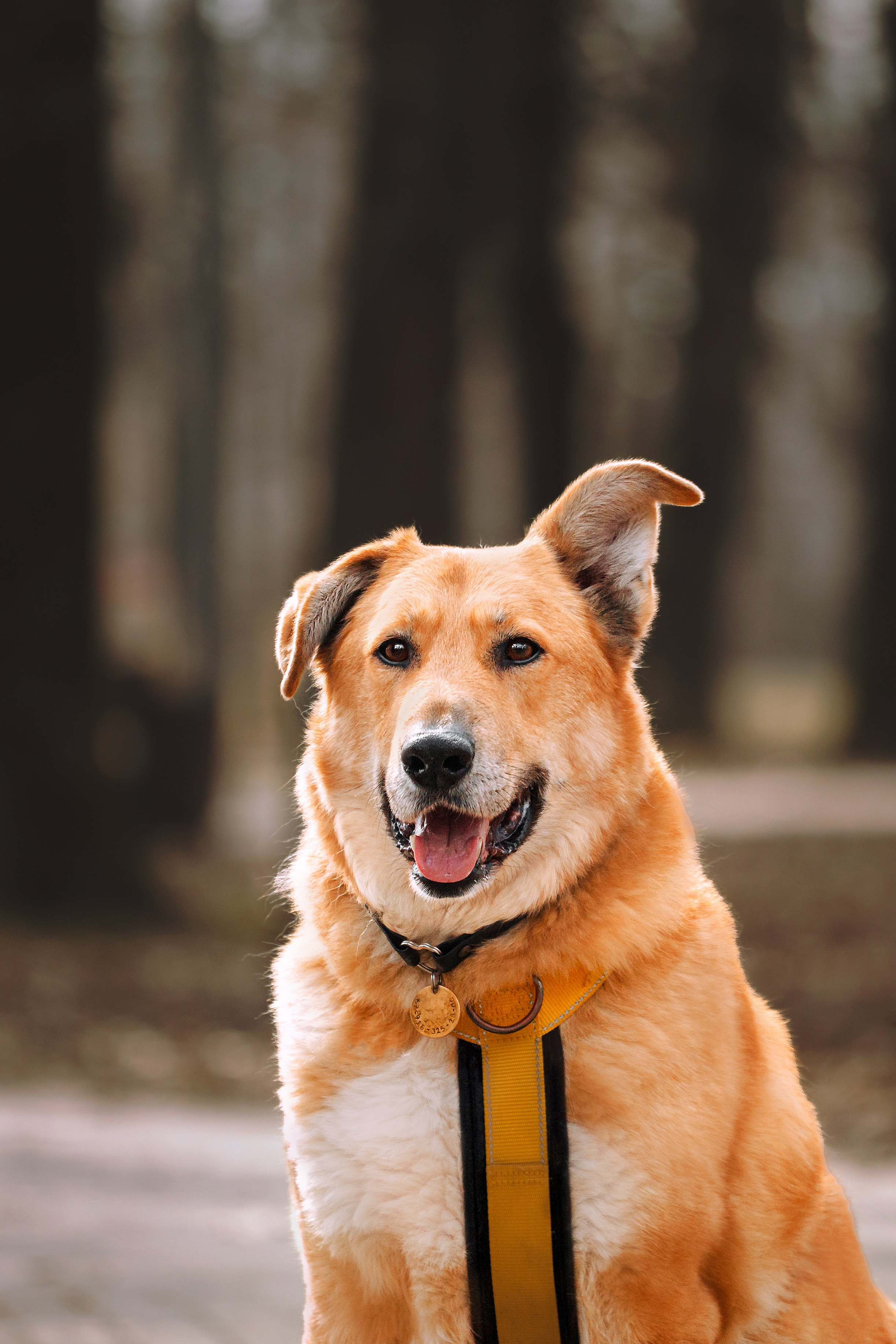 Собаки из приюта Дубовая роща весна 2025. Фотограф-анималист Татьяна Степанова