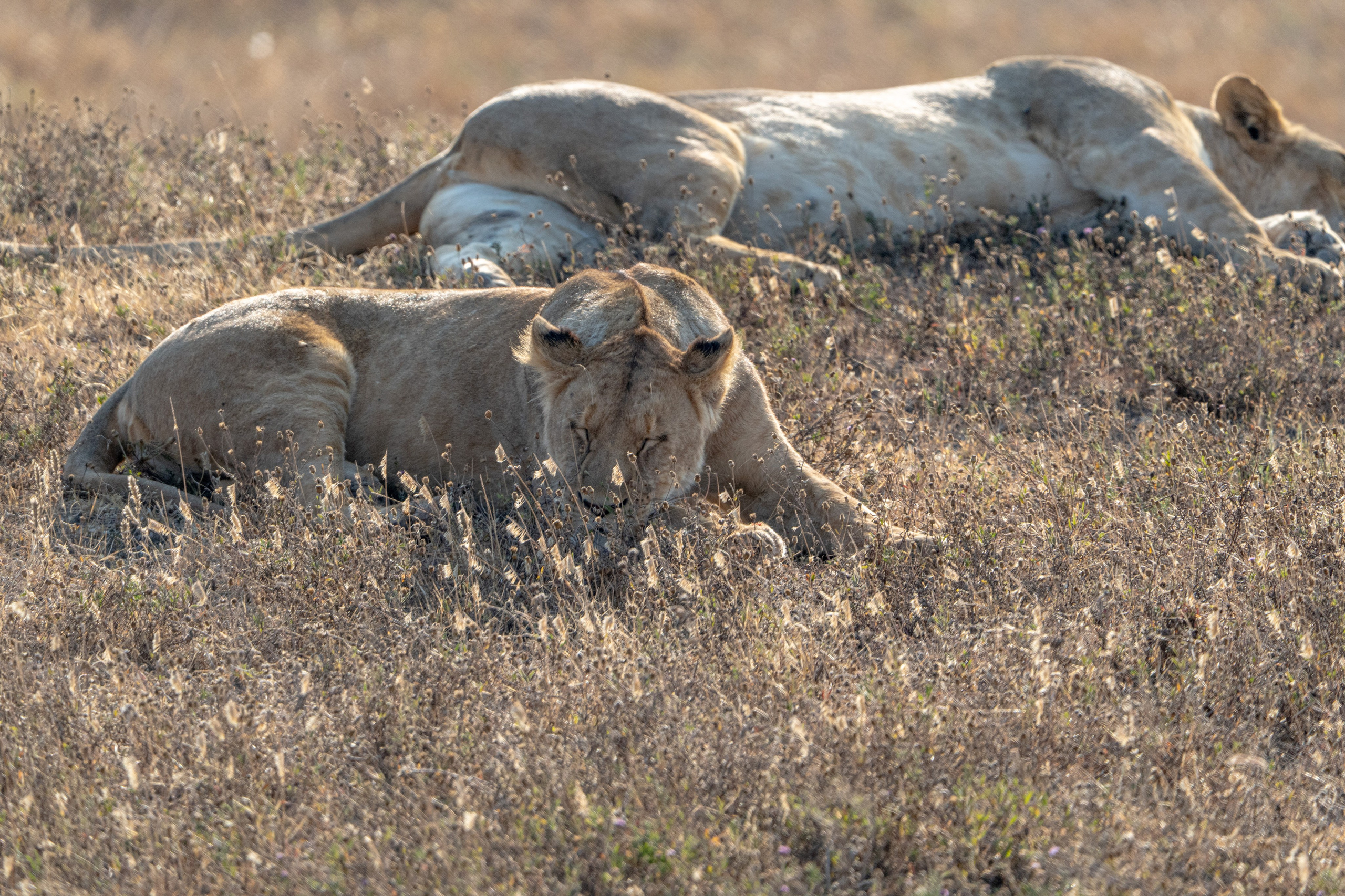 Танзания, сафари, 2025. Творческие сьемки