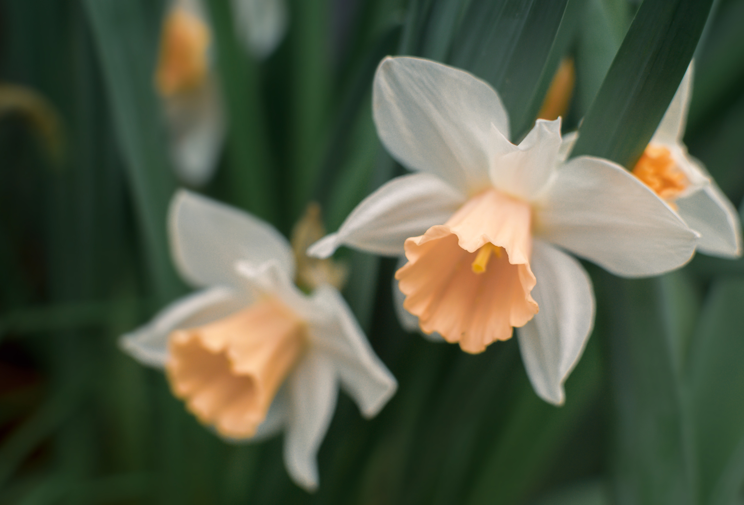 Атмосфера. Предметный и контентный фотограф в Москве и Зеленограде Анастасиевская