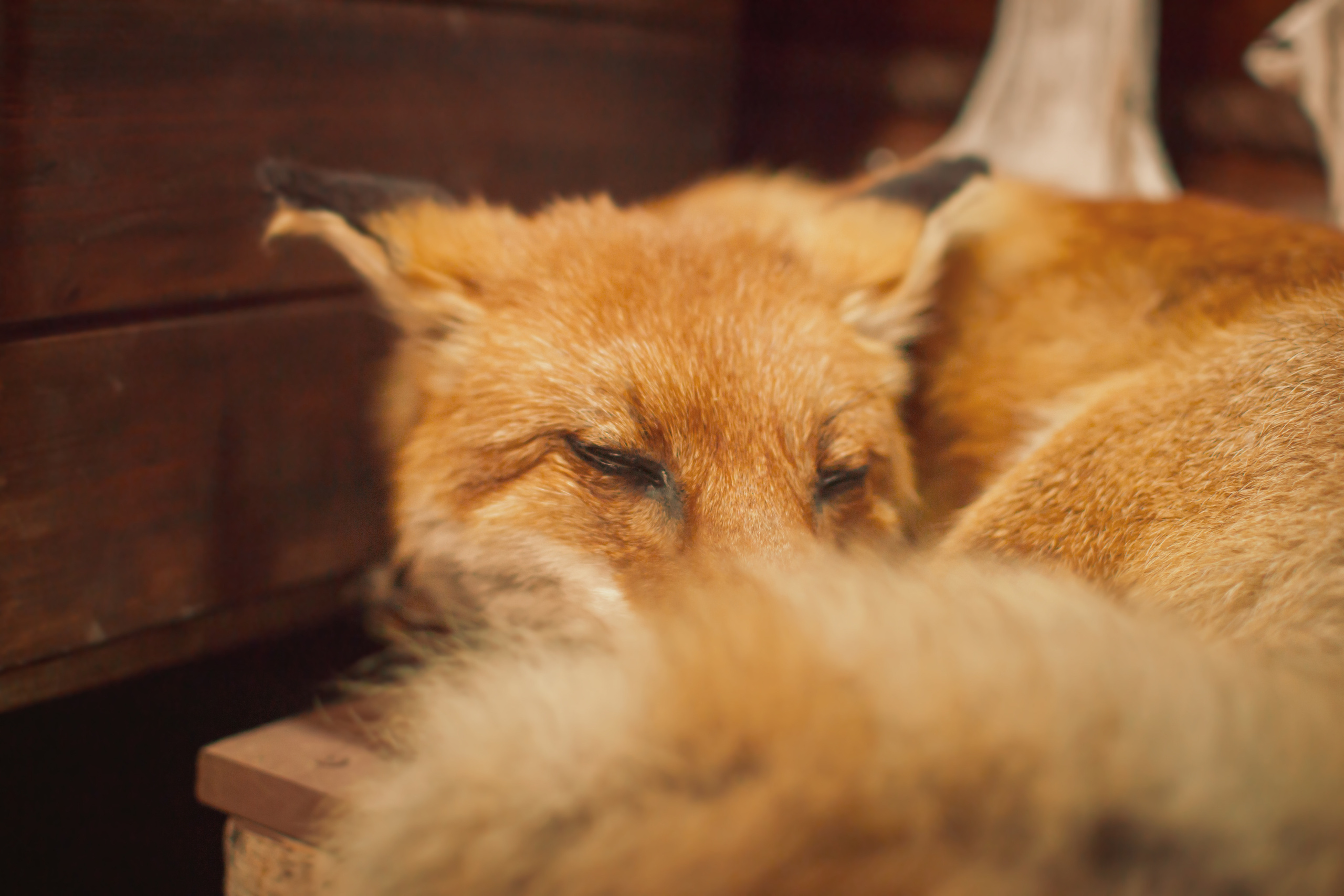 Концерт в Арт-избе у Лиса. Предметный и контентный фотограф в Москве и Зеленограде Анастасиевская