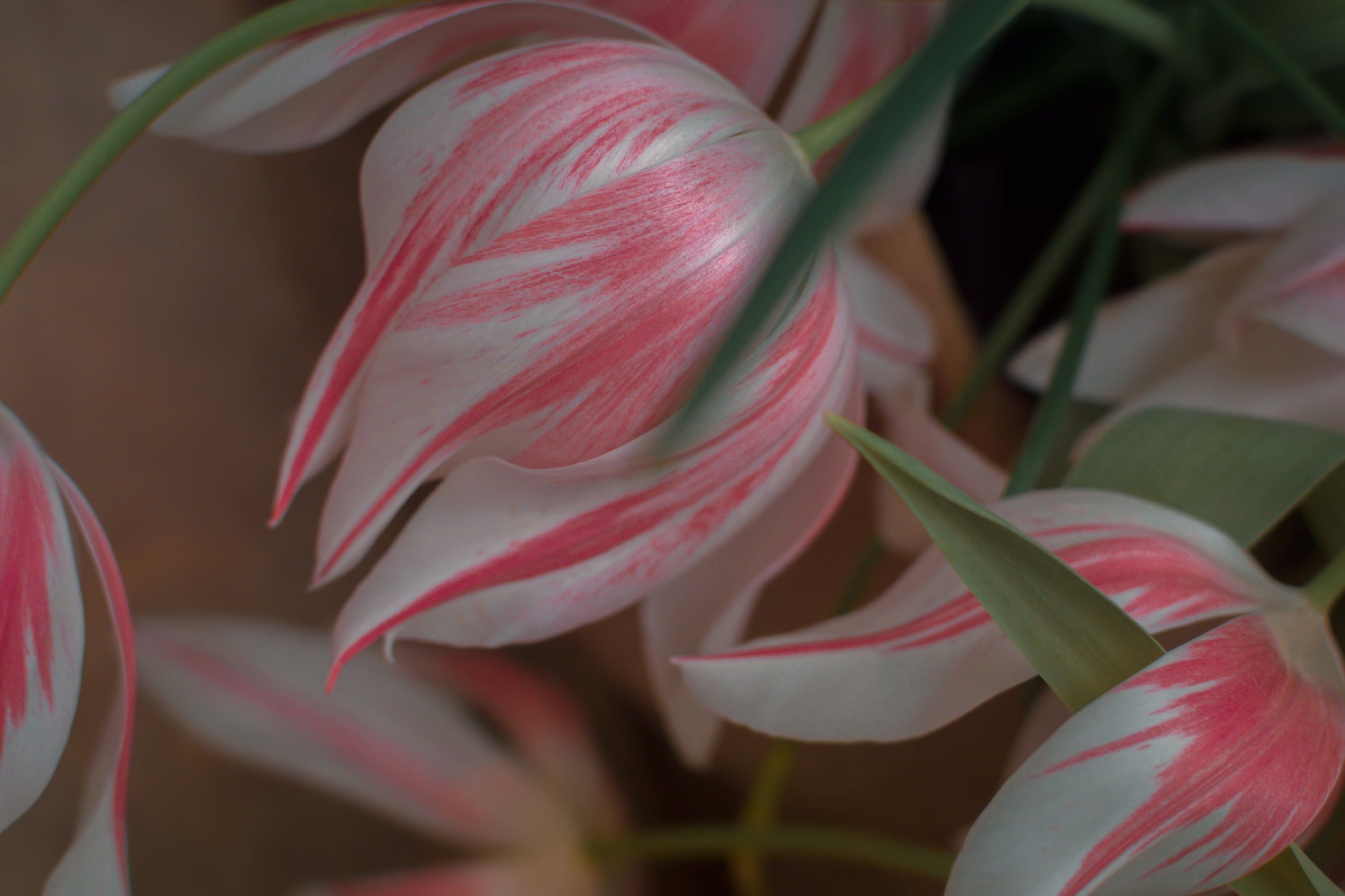 Атмосфера. Предметный и контентный фотограф в Москве и Зеленограде Анастасиевская