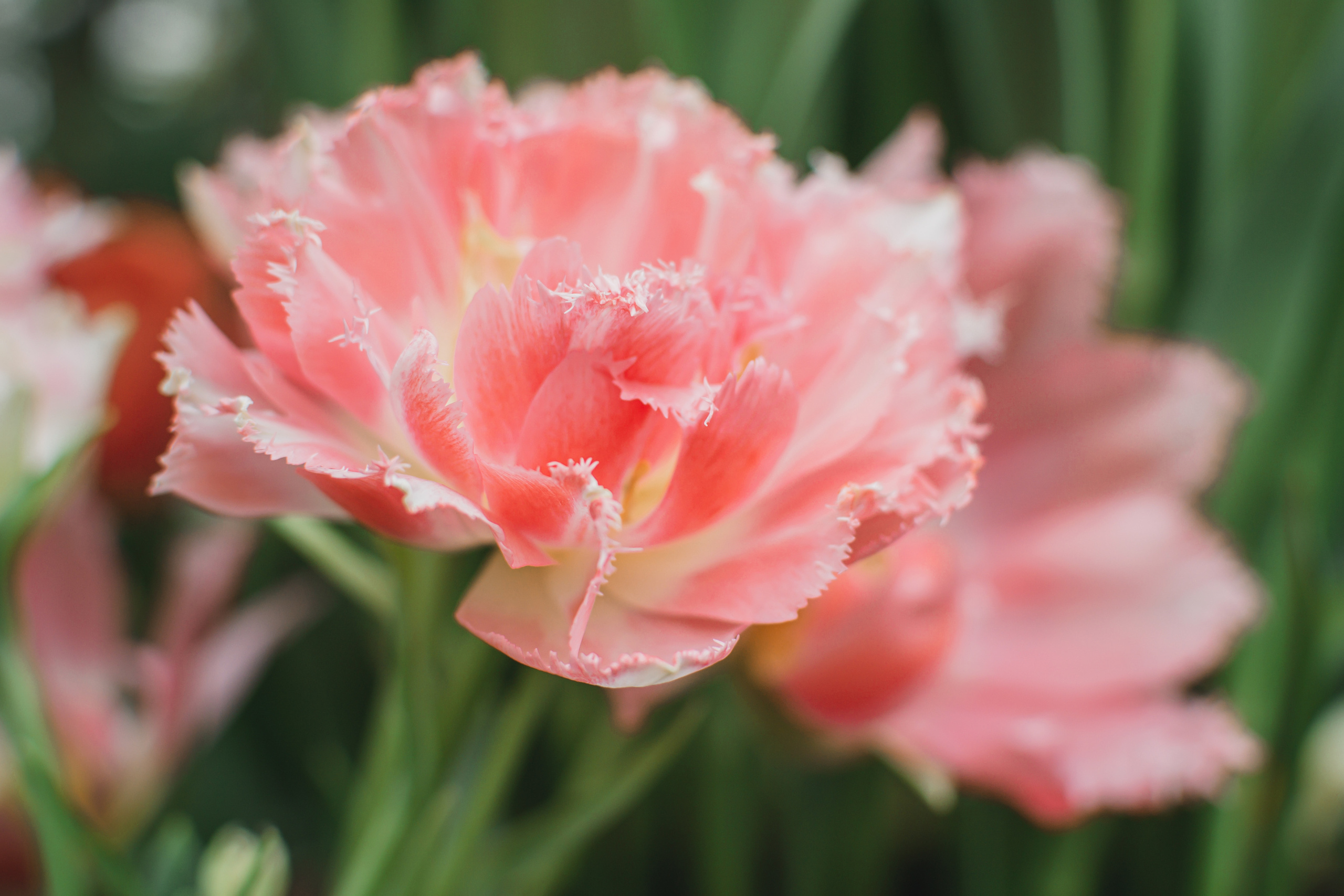 Атмосфера. Предметный и контентный фотограф в Москве и Зеленограде Анастасиевская