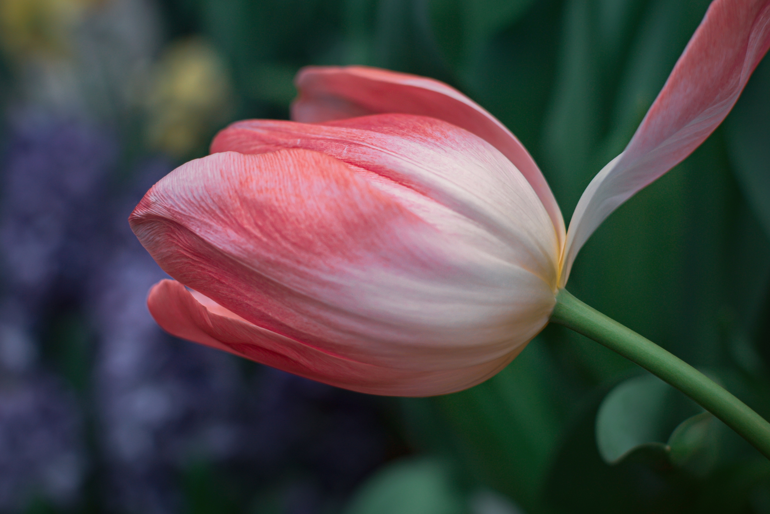 Атмосфера. Предметный и контентный фотограф в Москве и Зеленограде Анастасиевская