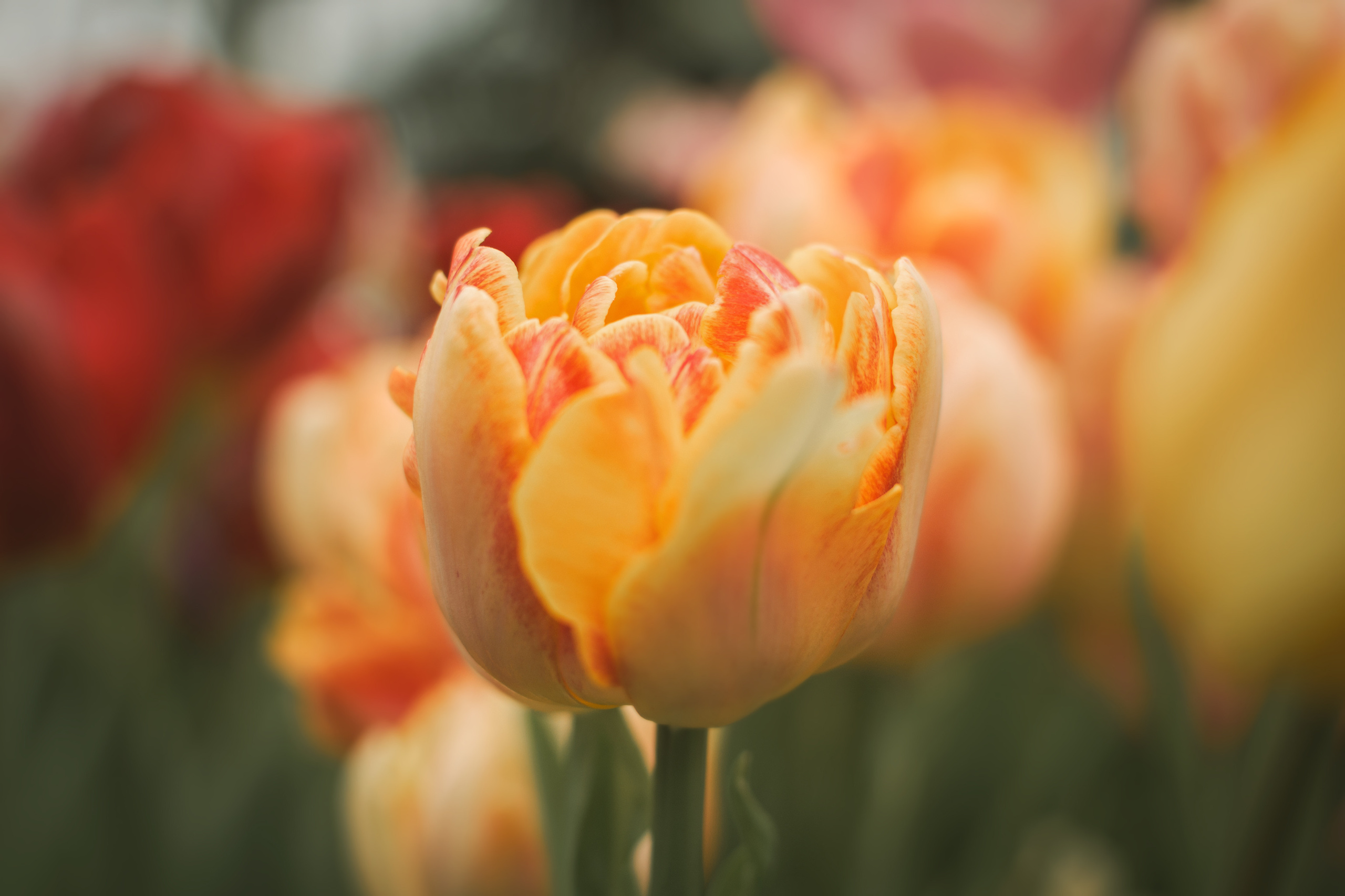 Атмосфера. Предметный и контентный фотограф в Москве и Зеленограде Анастасиевская