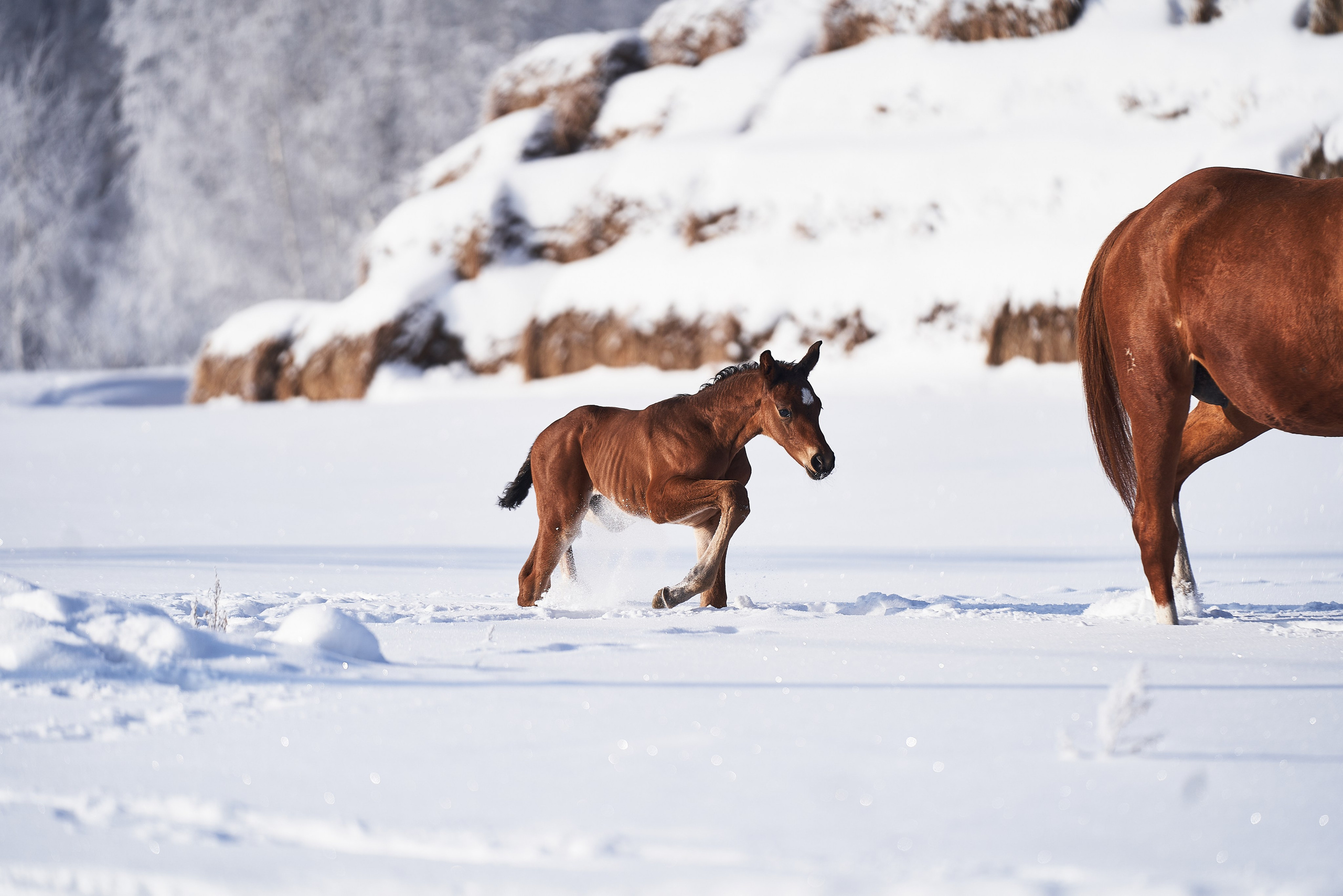 Жеребята КСОЦ «Свобода». Фотосессии с лошадьми в Москве, Новосибирске