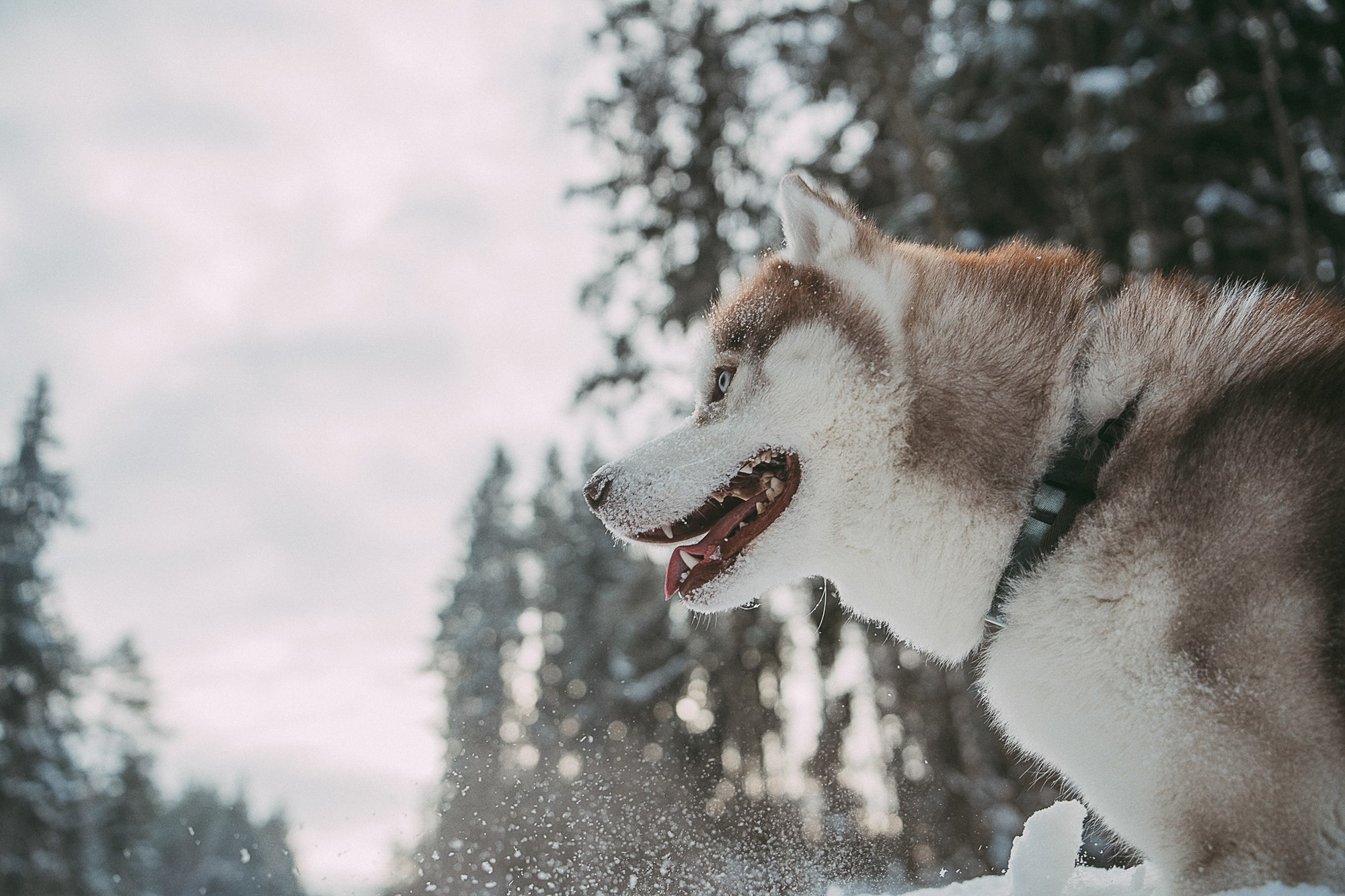 Полина, Уго и Пышка. Фотограф анималист в Москве и Санкт-Петербурге Свиридова Анна