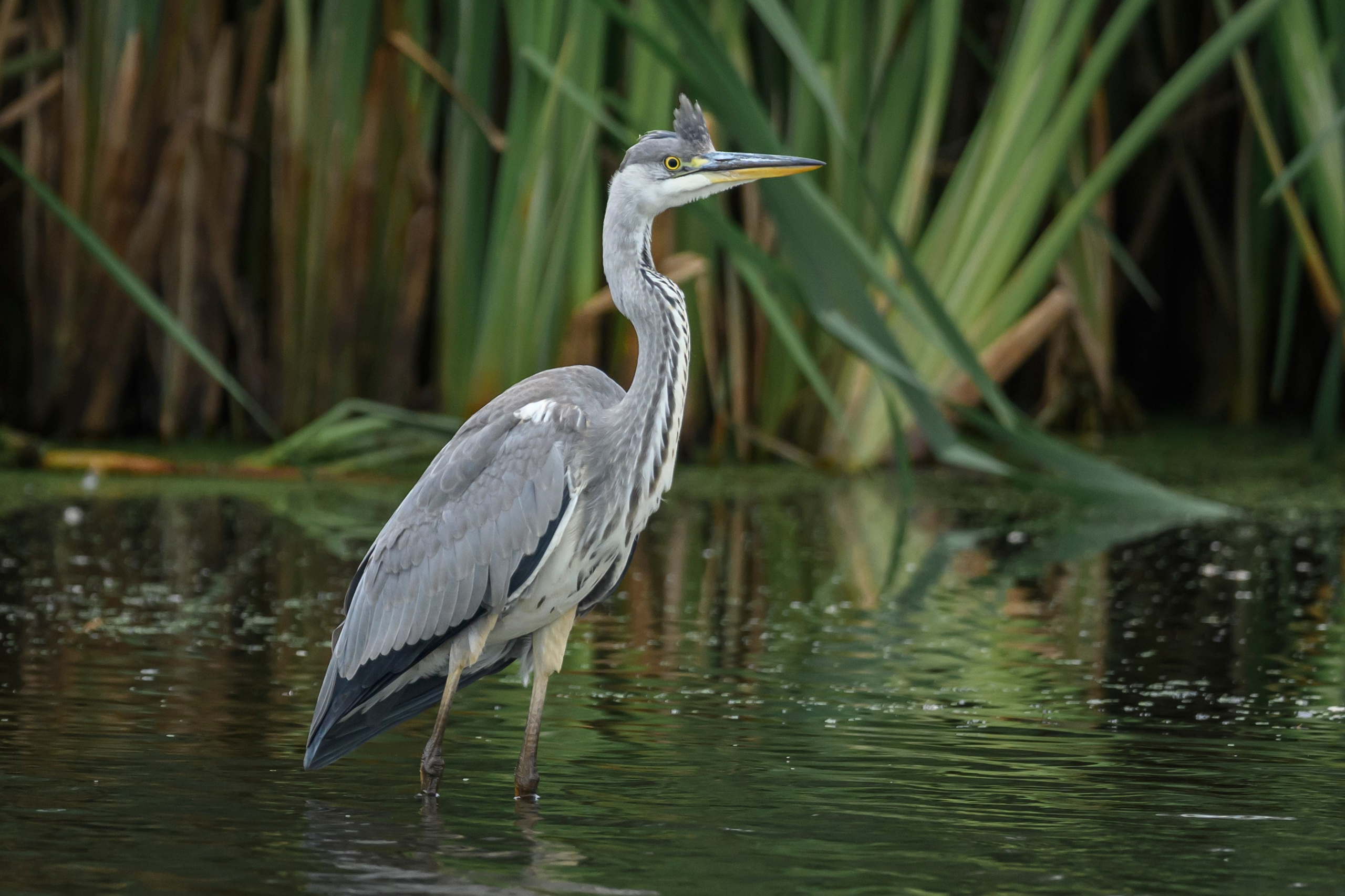 Цапли. Wildlife photography by Sergey Puponin