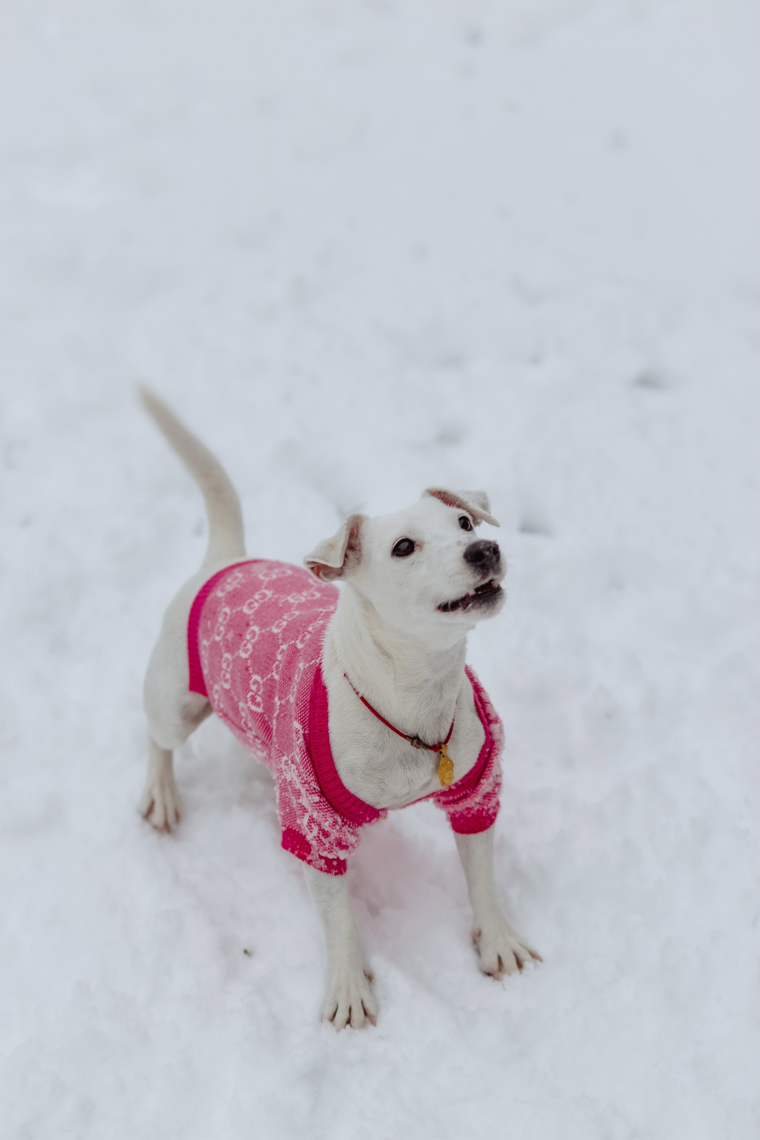 Домашняя. «NEW YEAR». Фотограф Москва / Балашиха