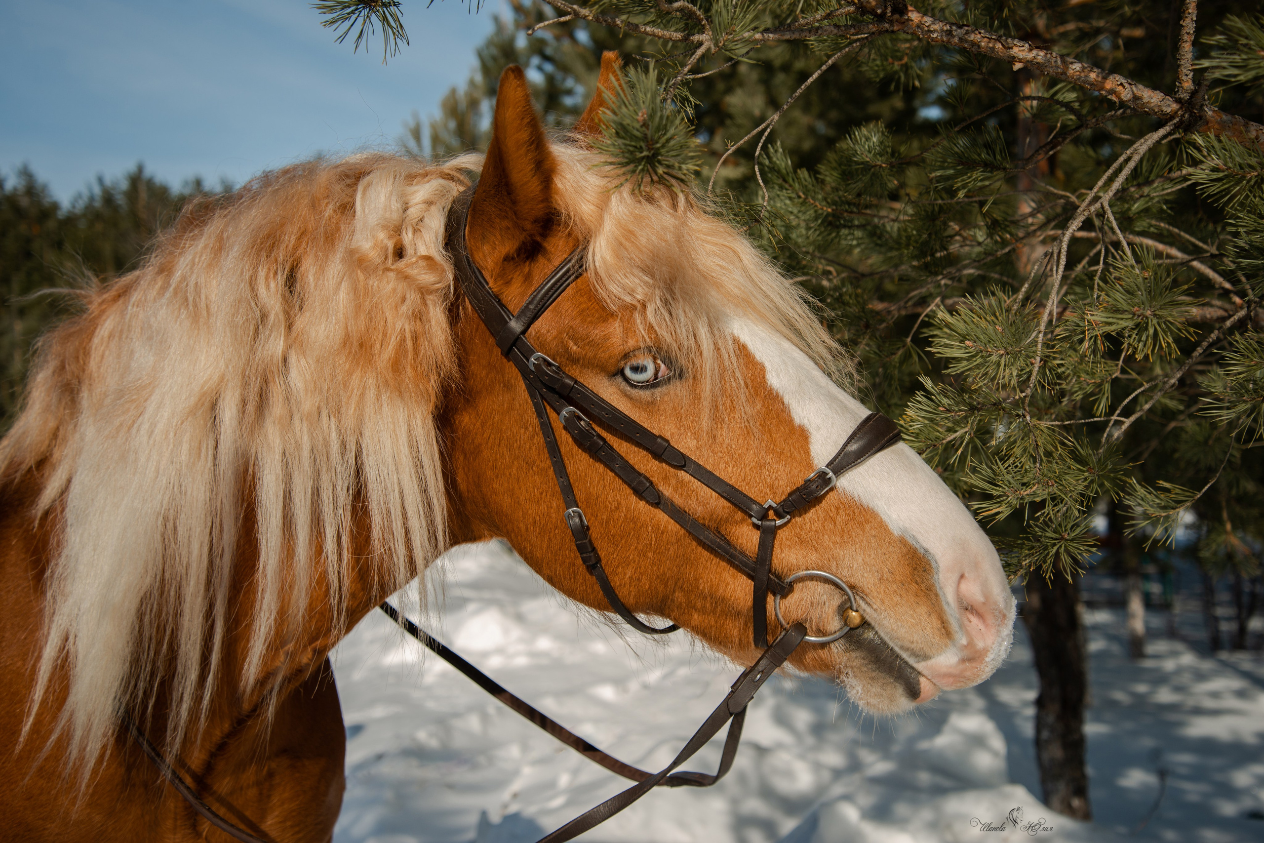 Лошади. Конный фотограф в Саратове Юлия Иванова