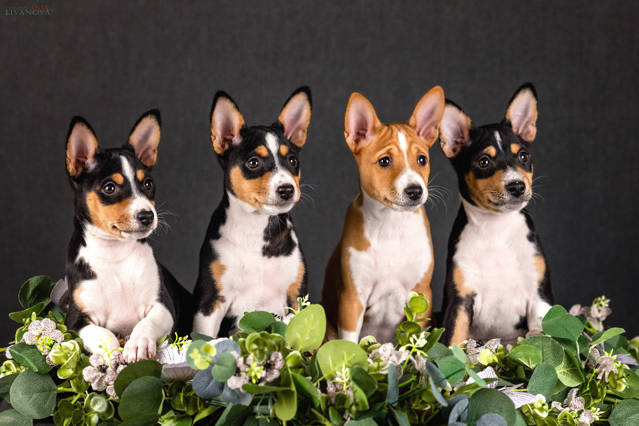 Басенджи. Фотограф анималист Аня Ливанова | Рыбинск