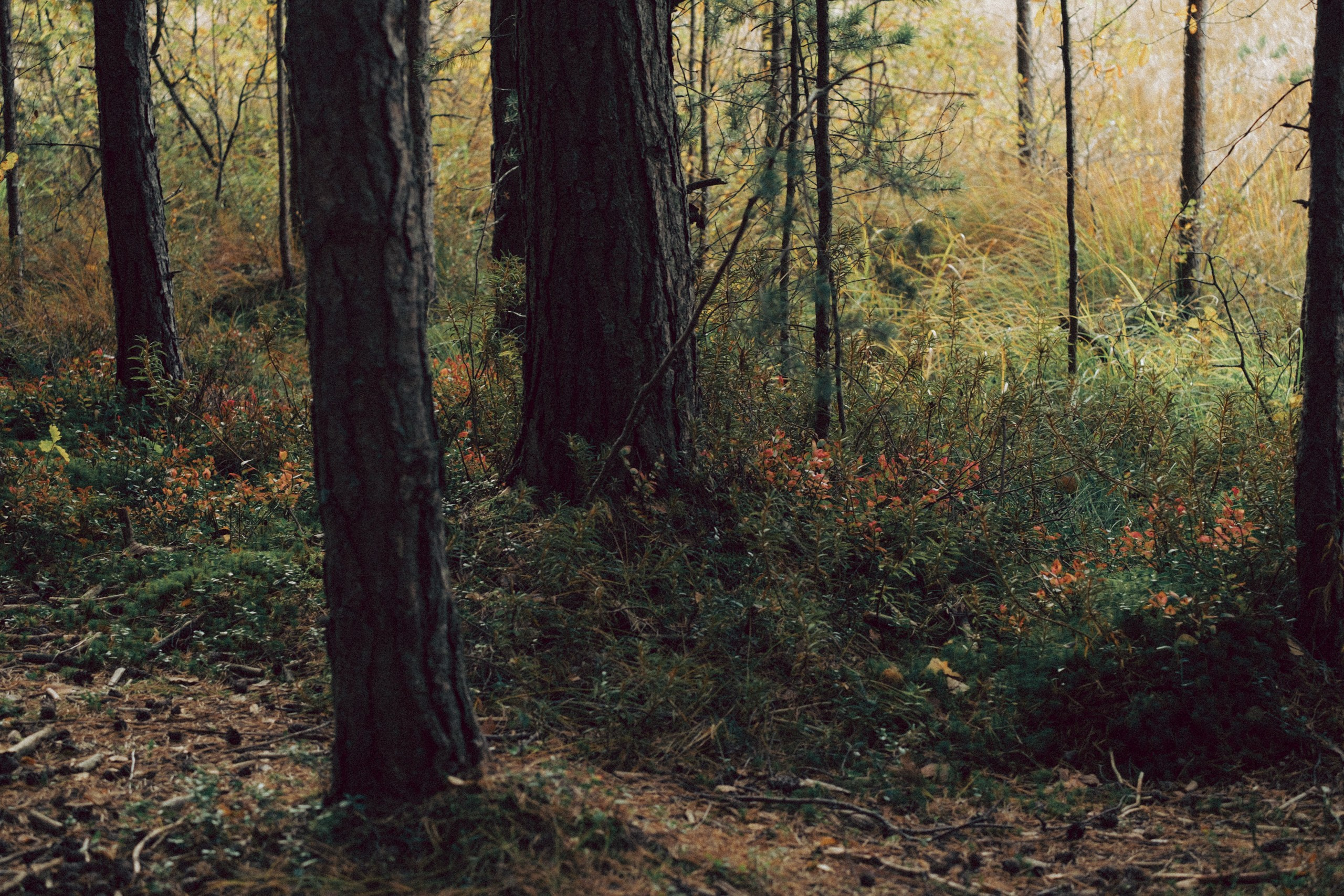 Осеняя прогулка. Профессиональный фотограф, Санкт-Петербург — Виктория Богомолова