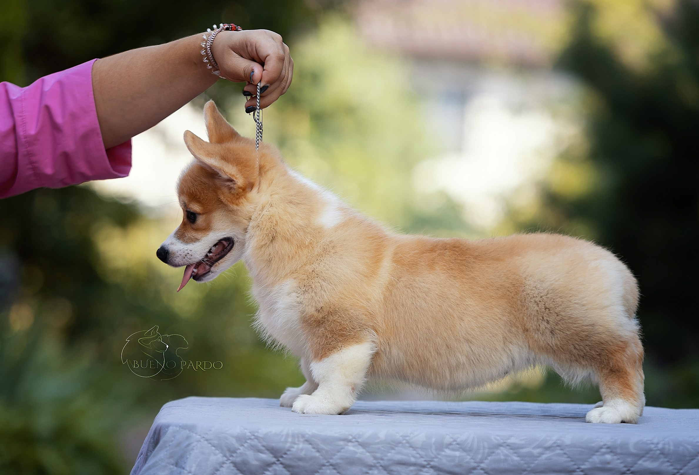Щенки вельш корги пемброк из питомника. Питомник собак Акита, Хаски, Корги