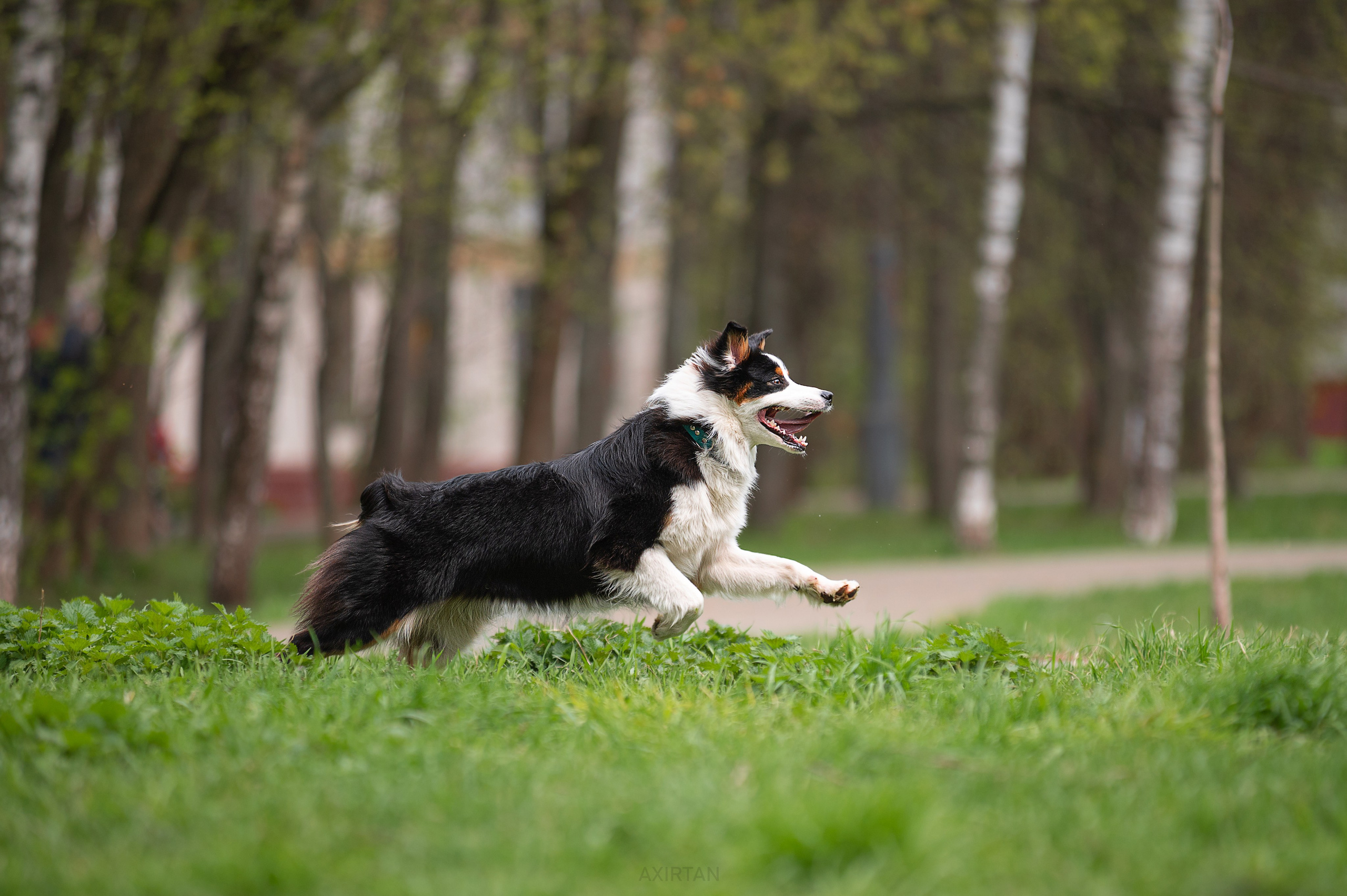 Рави. BLGKV питомник собак