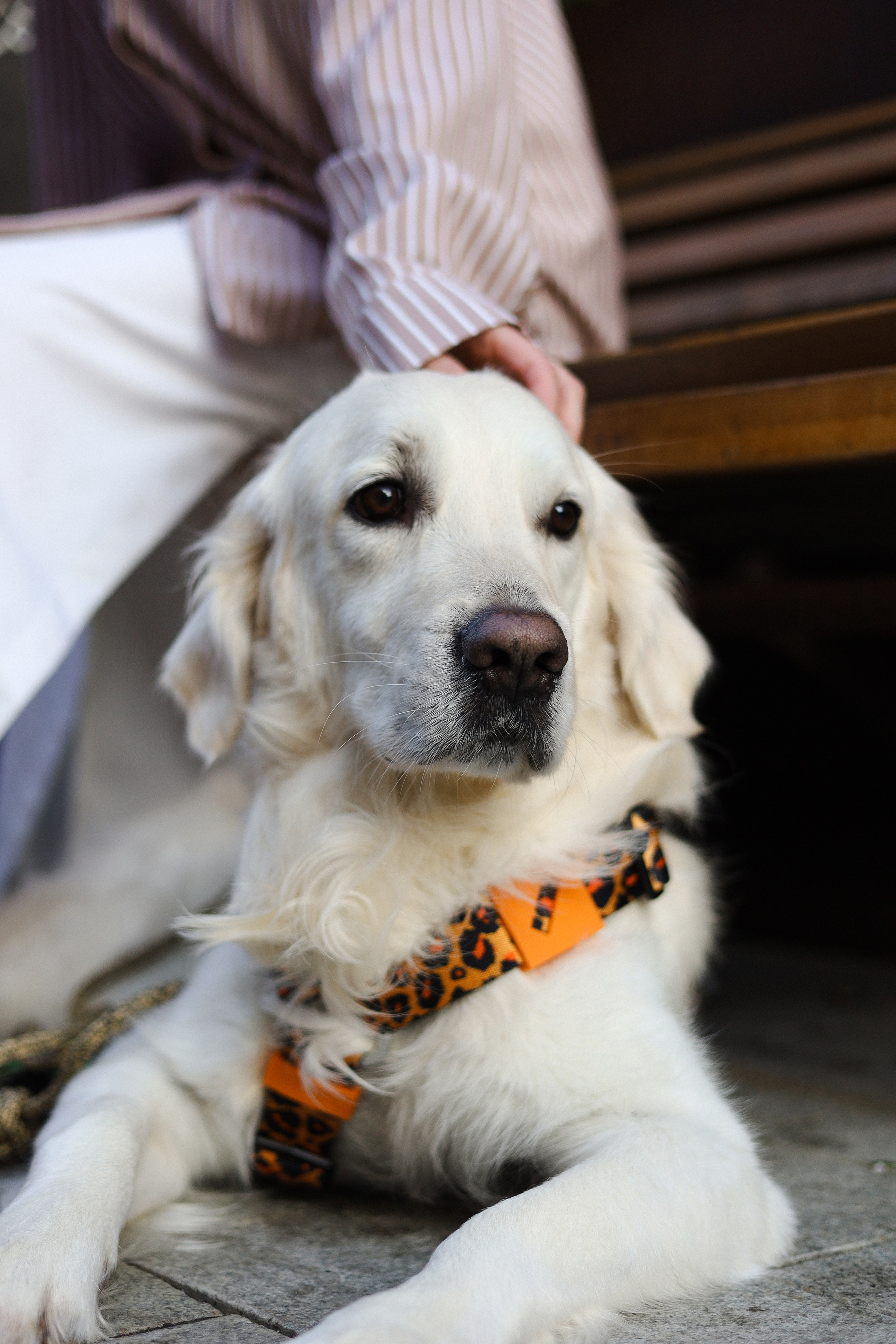 Зиз и Юля. Часть 3. Фотограф-анималист Ксения Шевцова|Москва