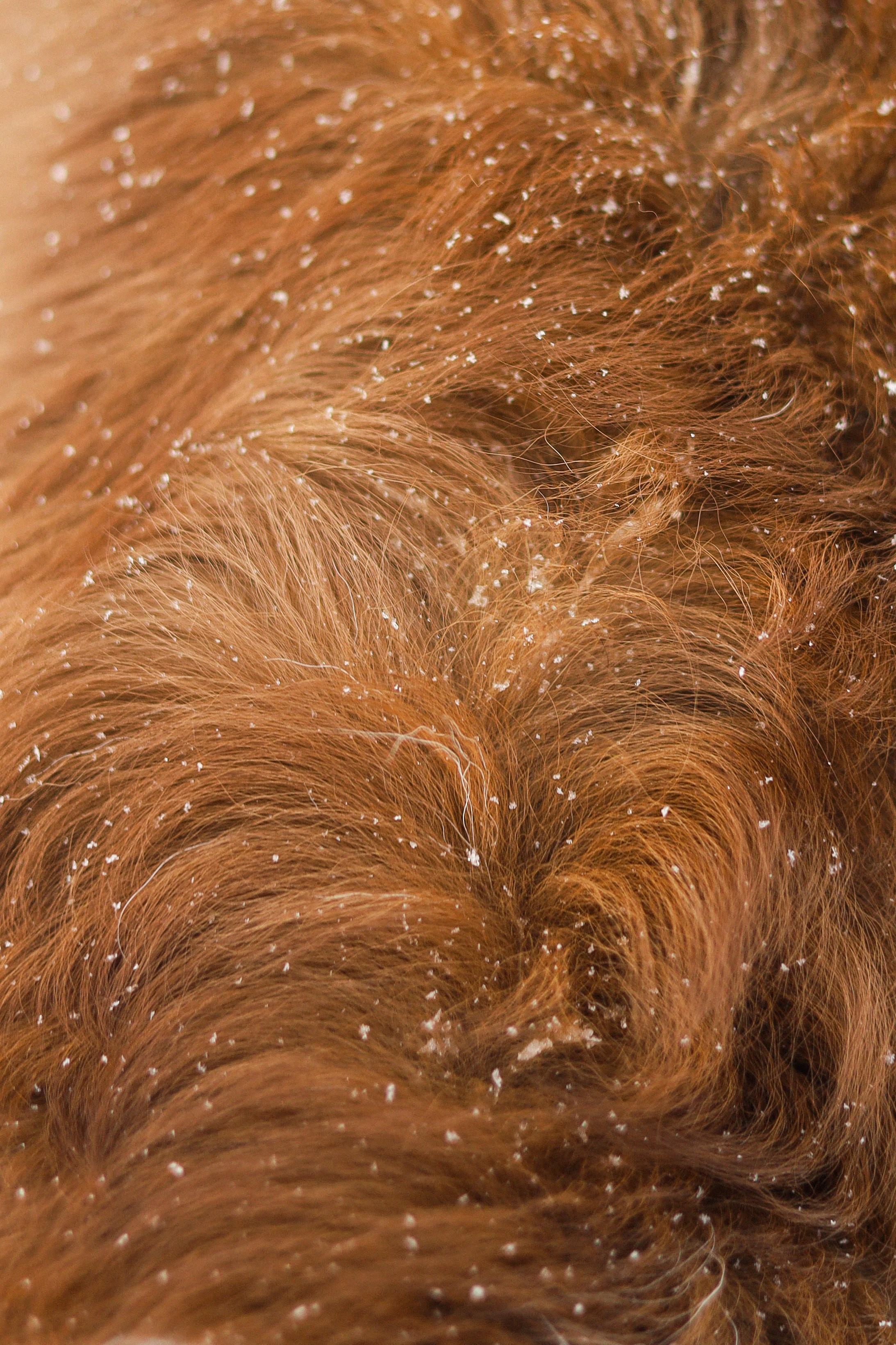 Макалу и Аня. Фотограф-анималист Ксения Шевцова|Москва