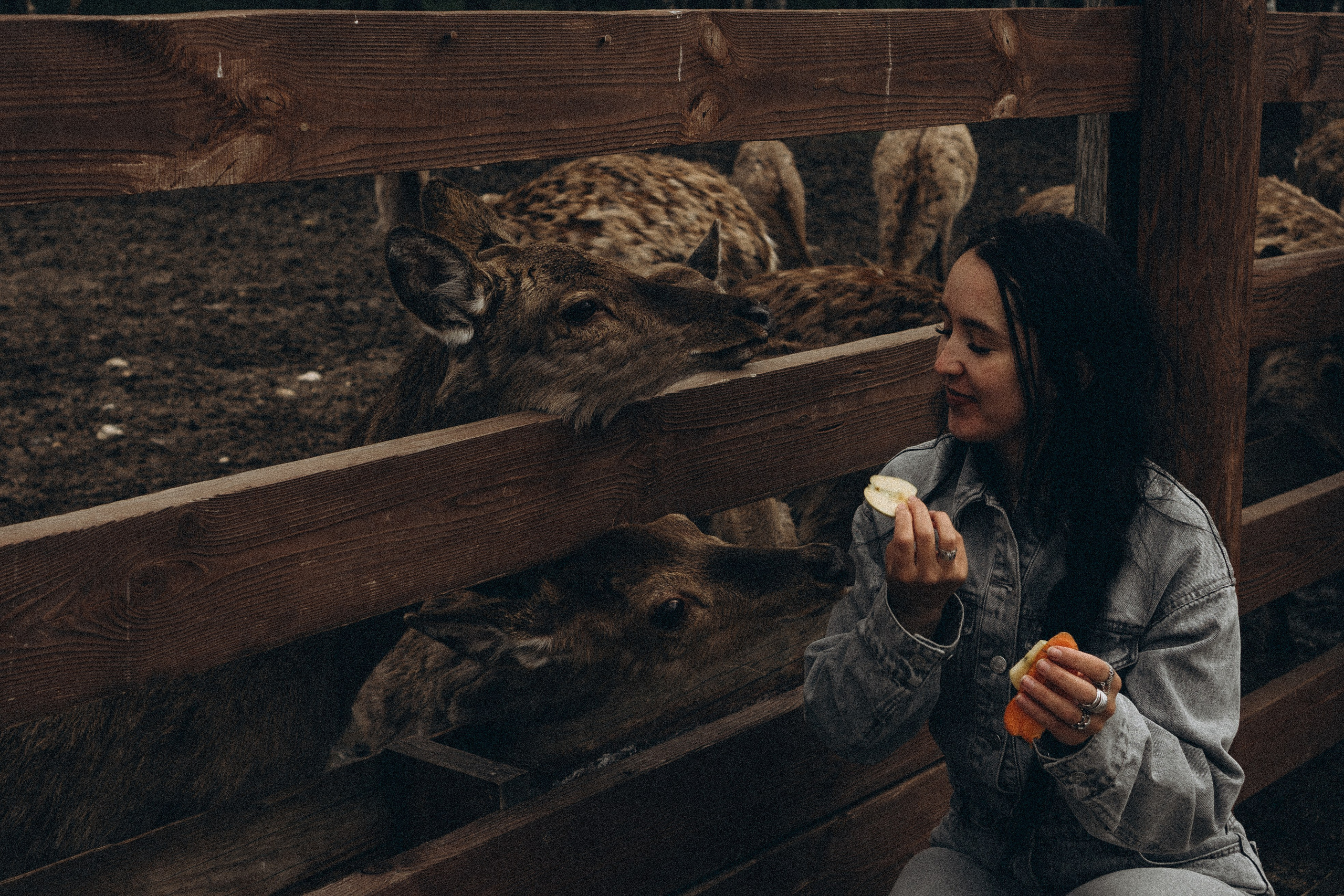 ОЛЕНЬЯ ФЕРМА В ТВЕРИ. Профессиональный фотограф, Санкт-Петербург — Виктория Богомолова