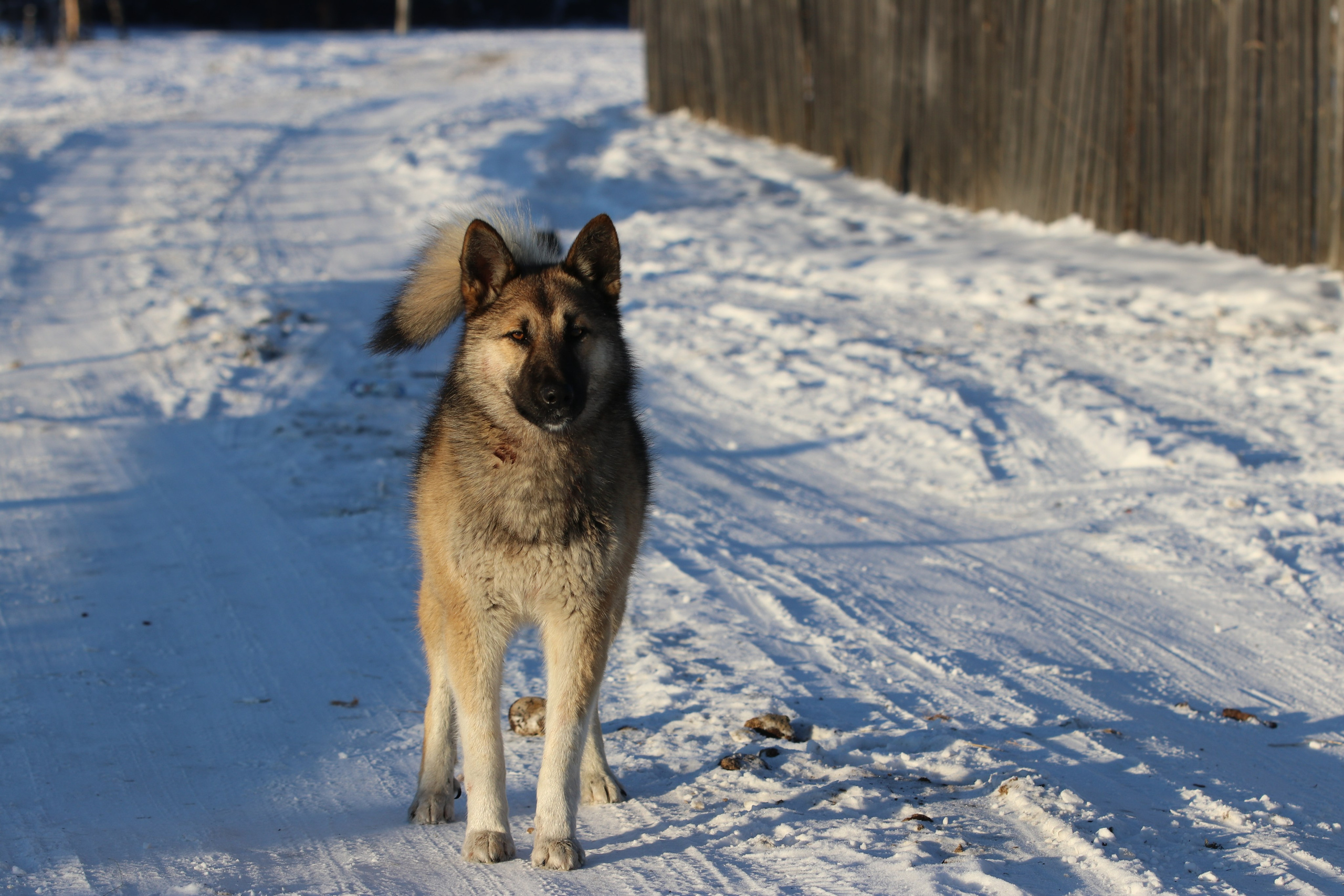 Аршан. Январь 2022. Путешественник-фотограф из Санкт-Петербурга Татьяна Свистулина