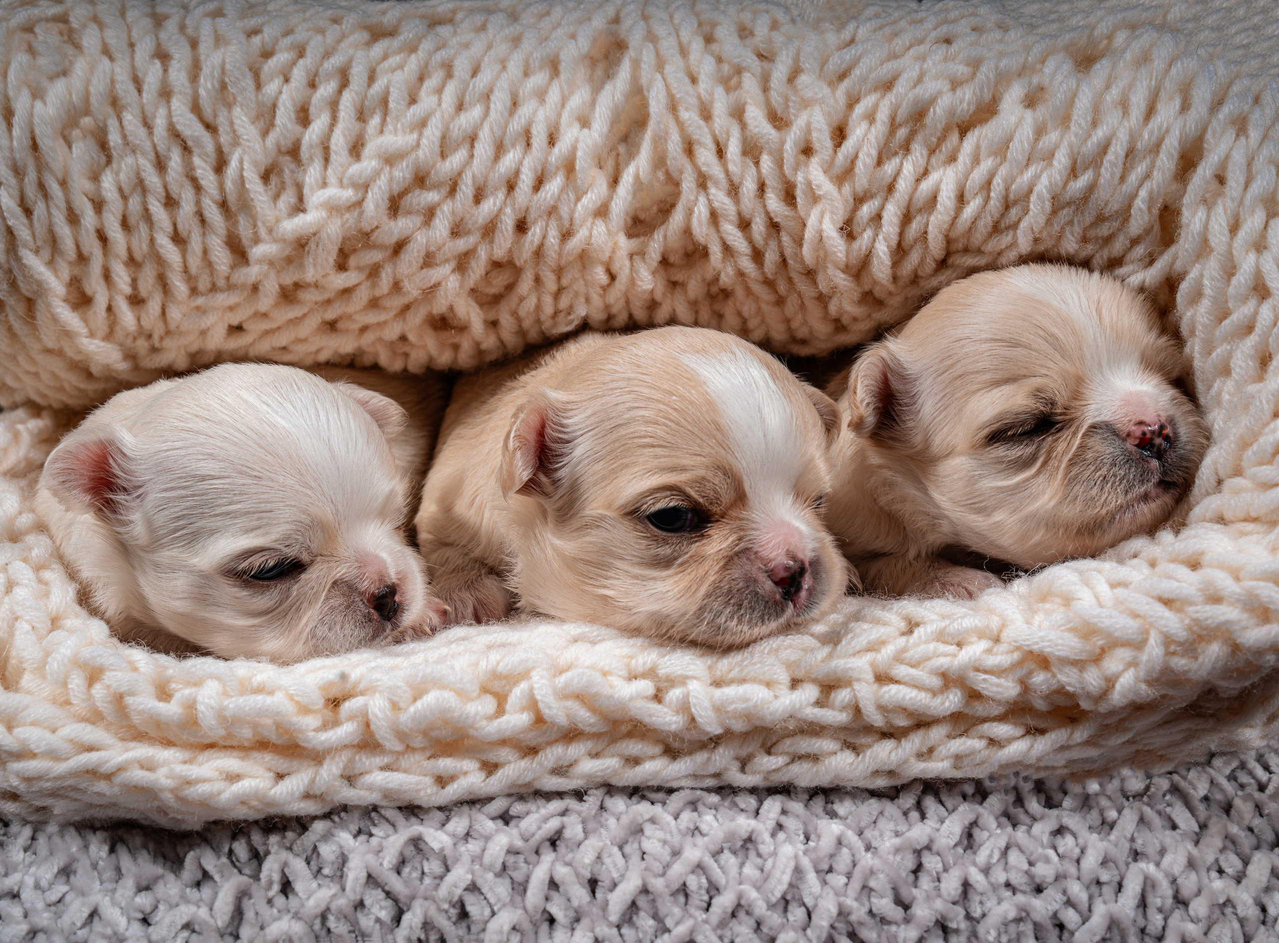 ФОТОПАМЯТЬ ВАШИХ ЭМОЦИЙ. Фотограф-анималист, семейный фотограф в Москве и Подмосковье. Фотосъёмка кинологических дисциплин