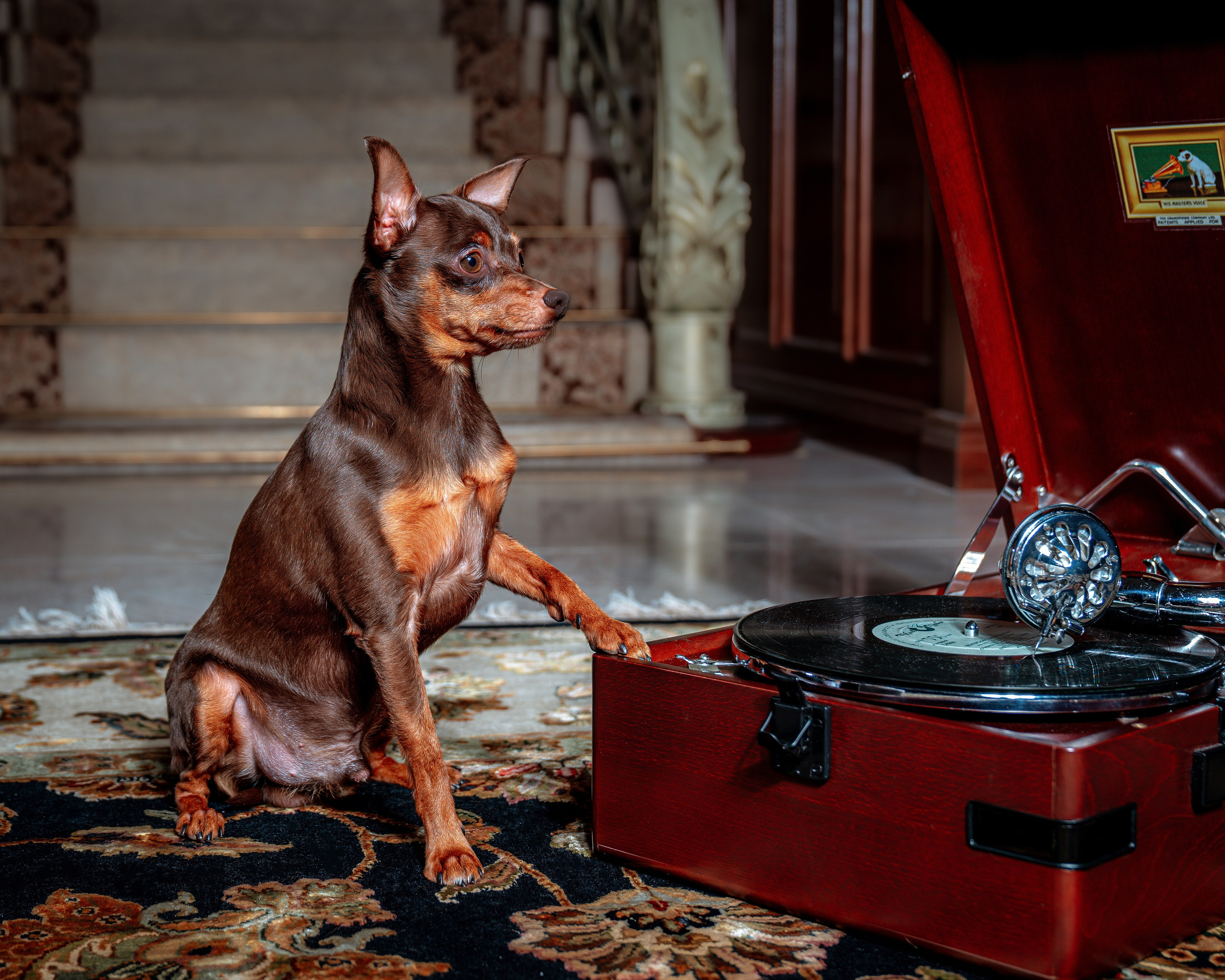 ФОТОПАМЯТЬ ВАШИХ ЭМОЦИЙ. Фотограф-анималист, семейный фотограф в Москве и Подмосковье. Фотосъёмка кинологических дисциплин