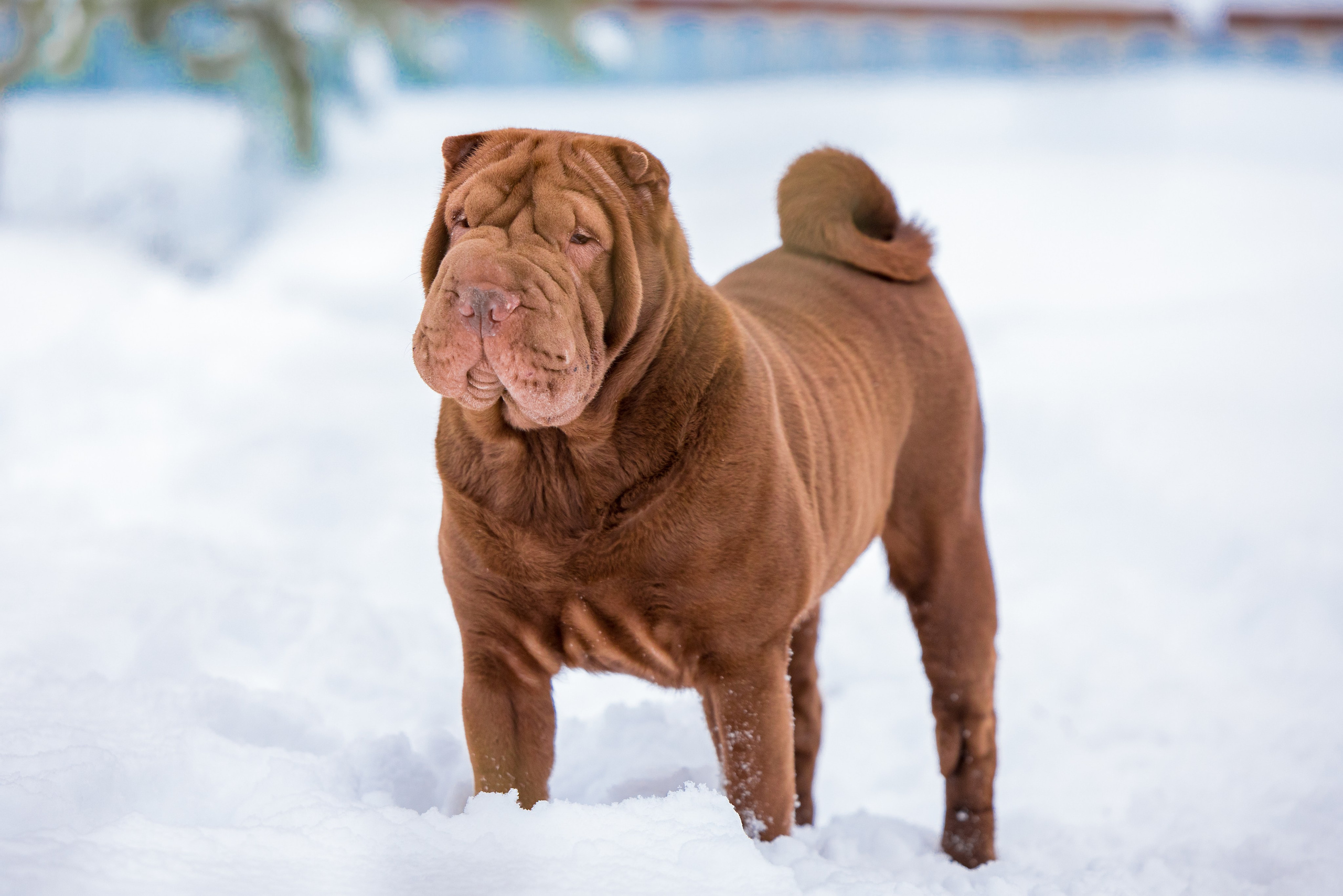 В гостях у шарпеев 16.01.2024. Фотограф-анималист Юлия Германика