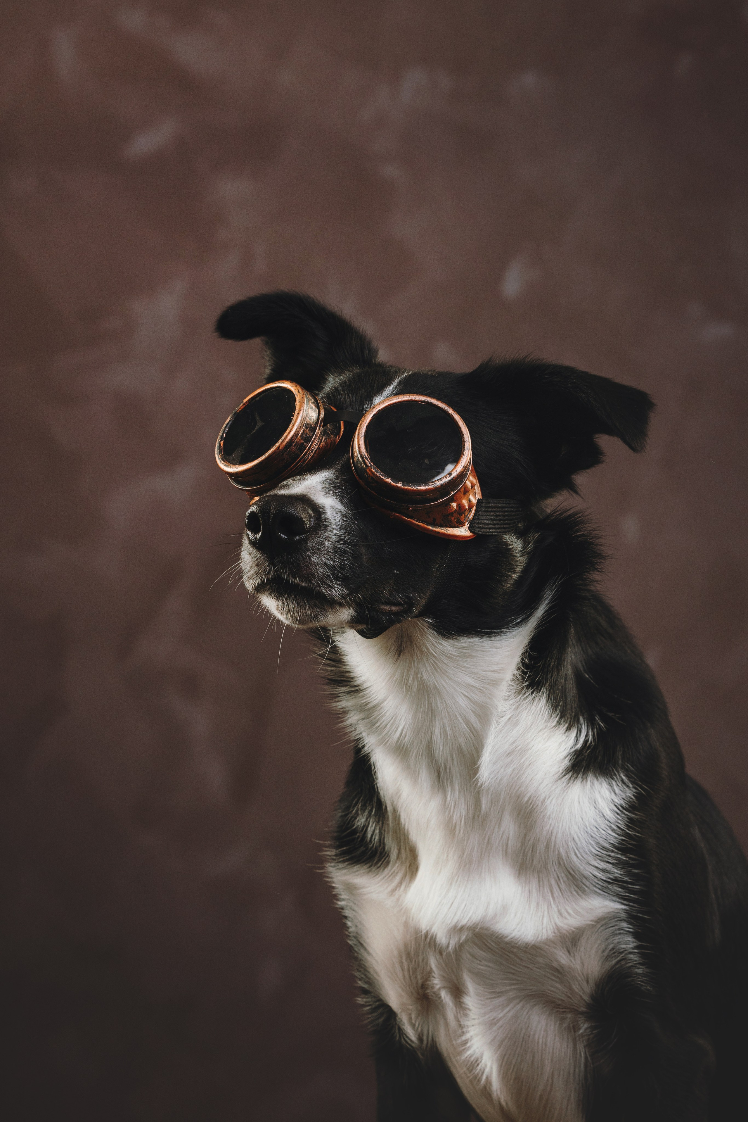 Бордер-колли. Фотограф анималист Осипчикова Мария