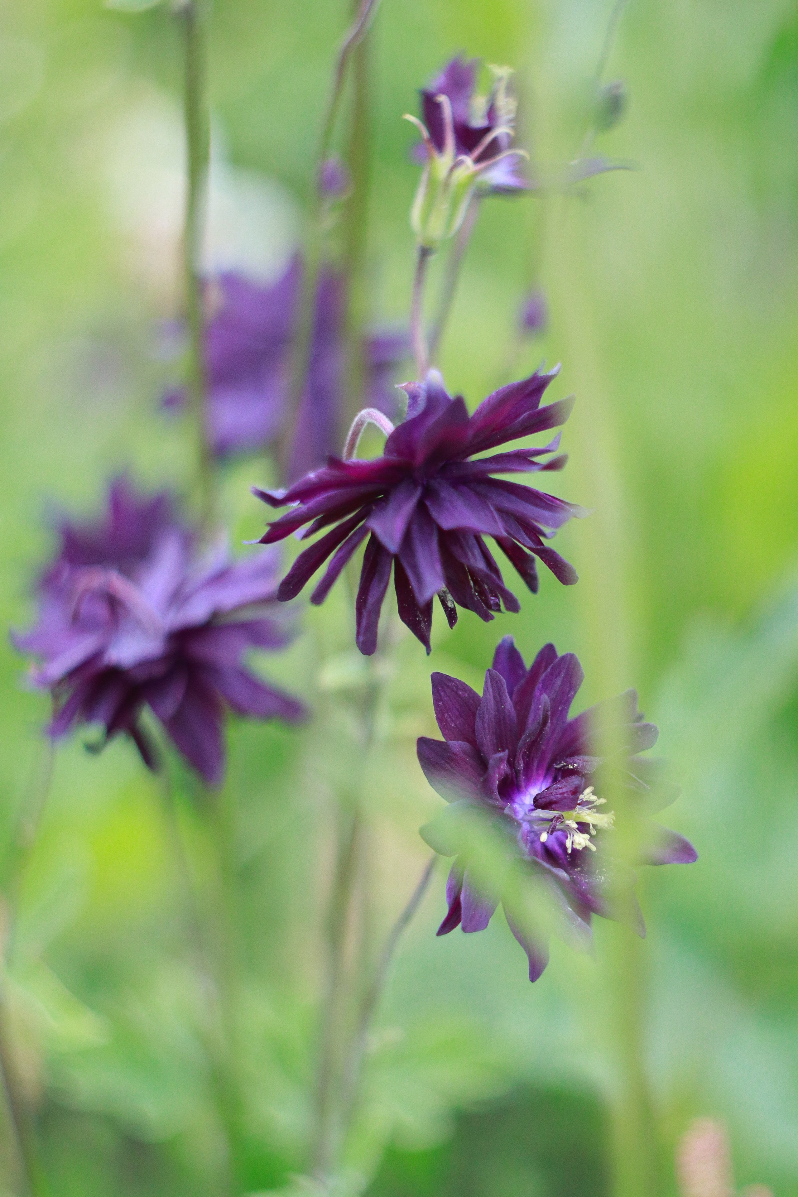 Маяк Тонин на мысе Свободном. Карафуто. Фотограф в Южно-Сахалинске Гусаков Евгений