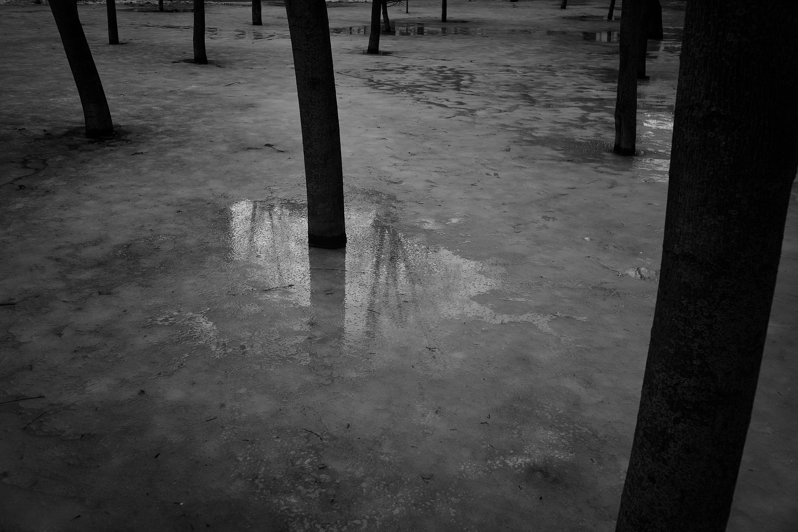 Формы Дерева 22г -…. Фотограф и оператор мероприятий, концертов и портретов в городе Москва