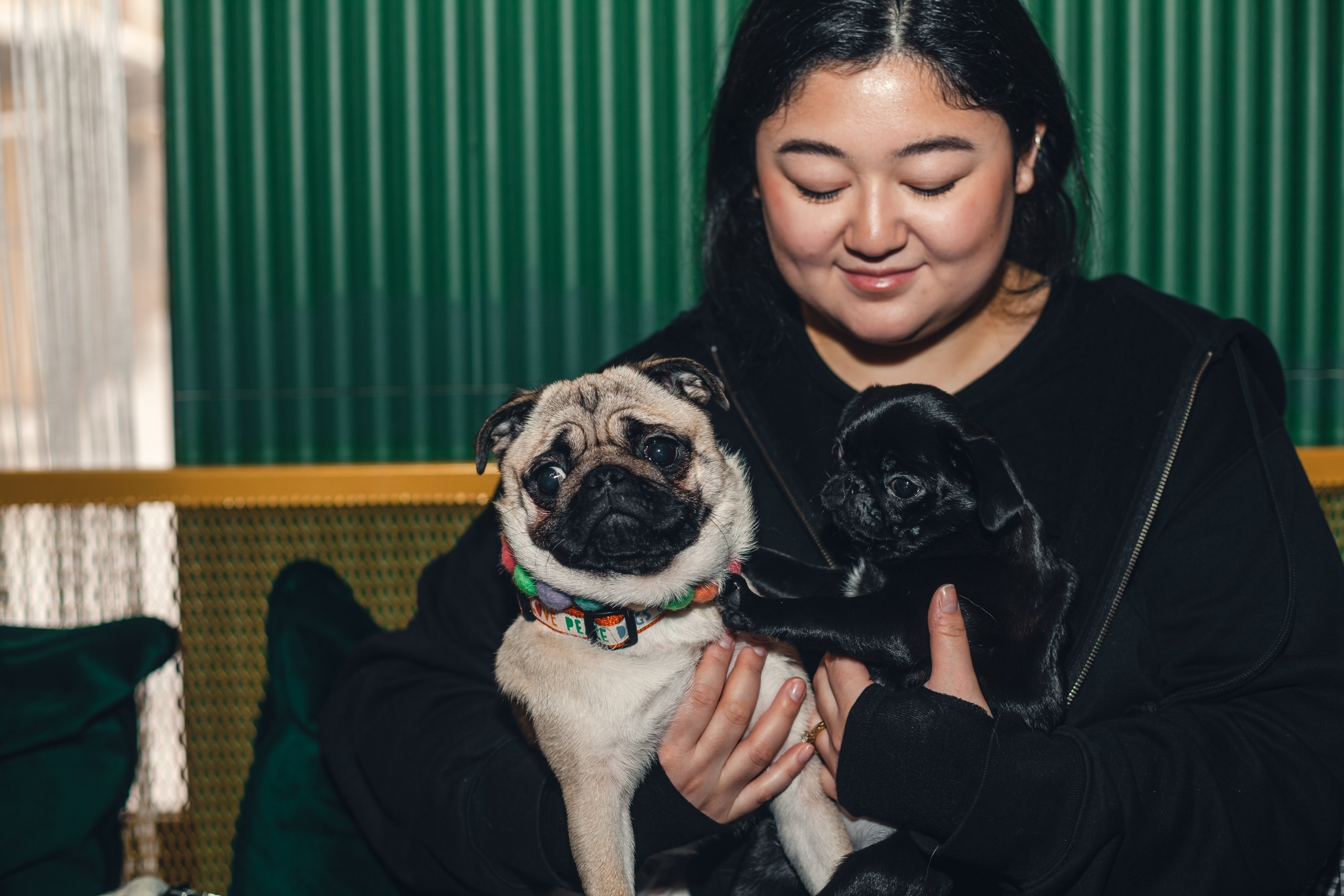 Мопсовстреча 02.12.2023. Фотограф-анималист Татьяна Степанова