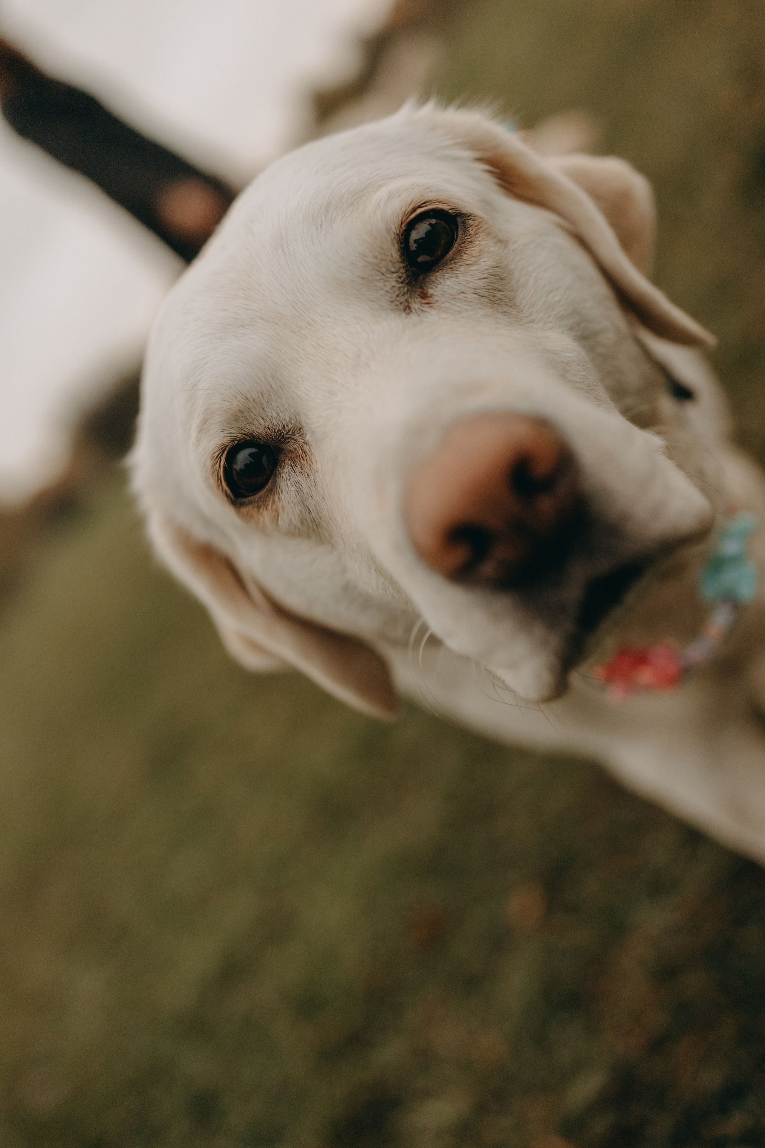 Женя и ее девочки. Фотограф — Анималист | Санкт-Петербург