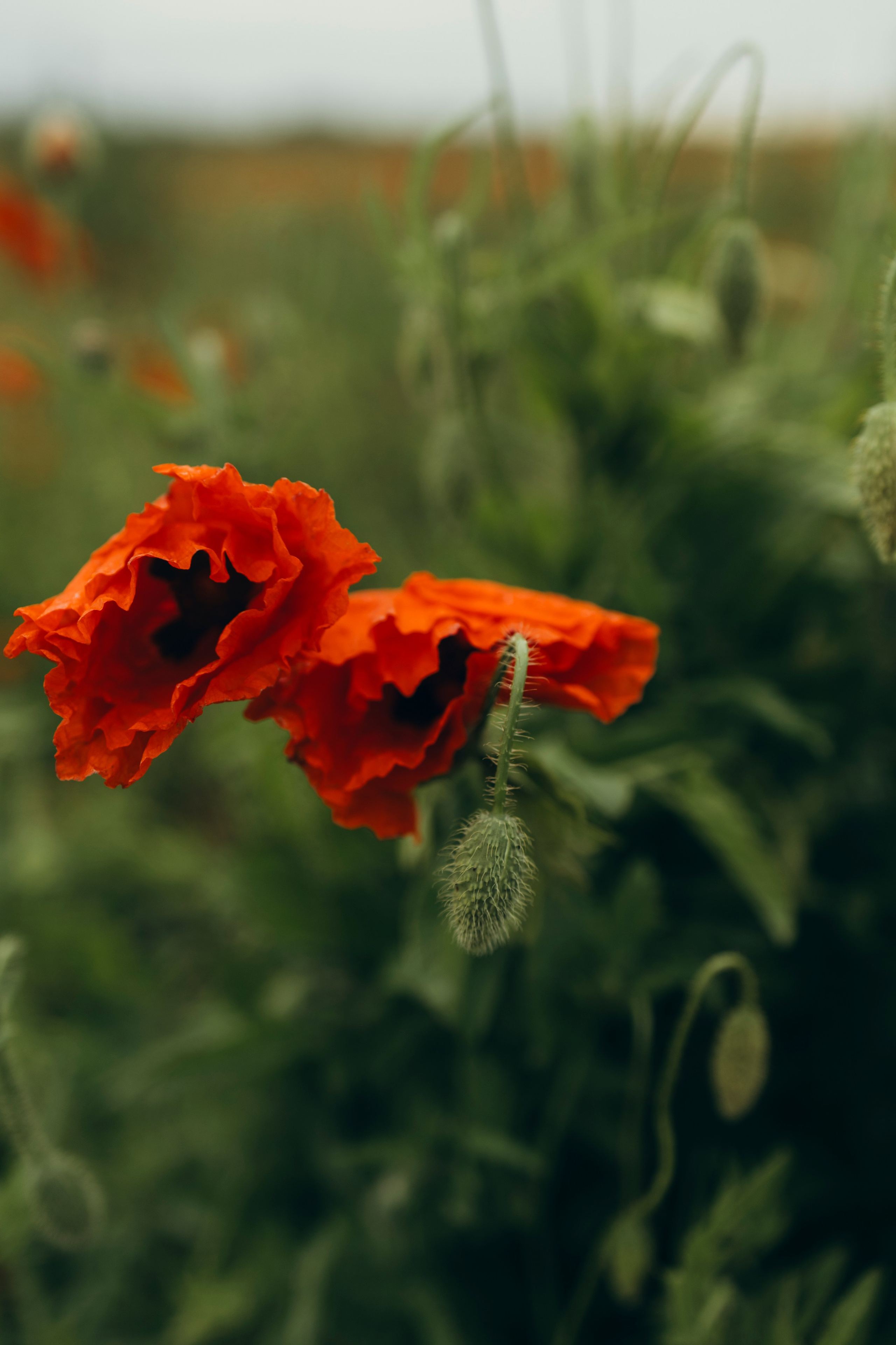 В середине лета. Семейный и детский фотограф в Санкт-Петербурге — Лаврова Ольга