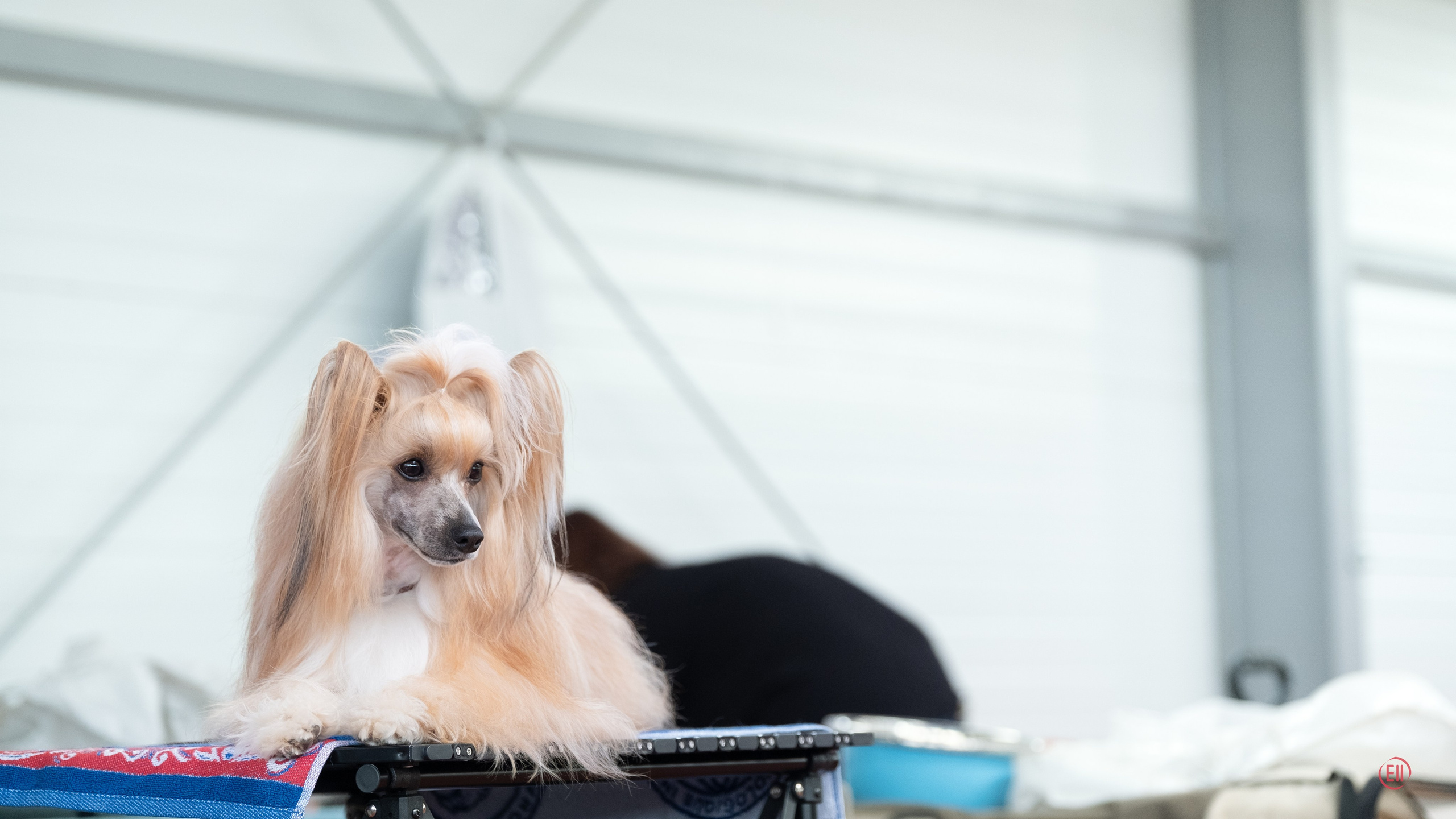 Poale Ell Veles. Poale Ell Chinese Crested Dog Kennel: Buy a puppy from the kennel