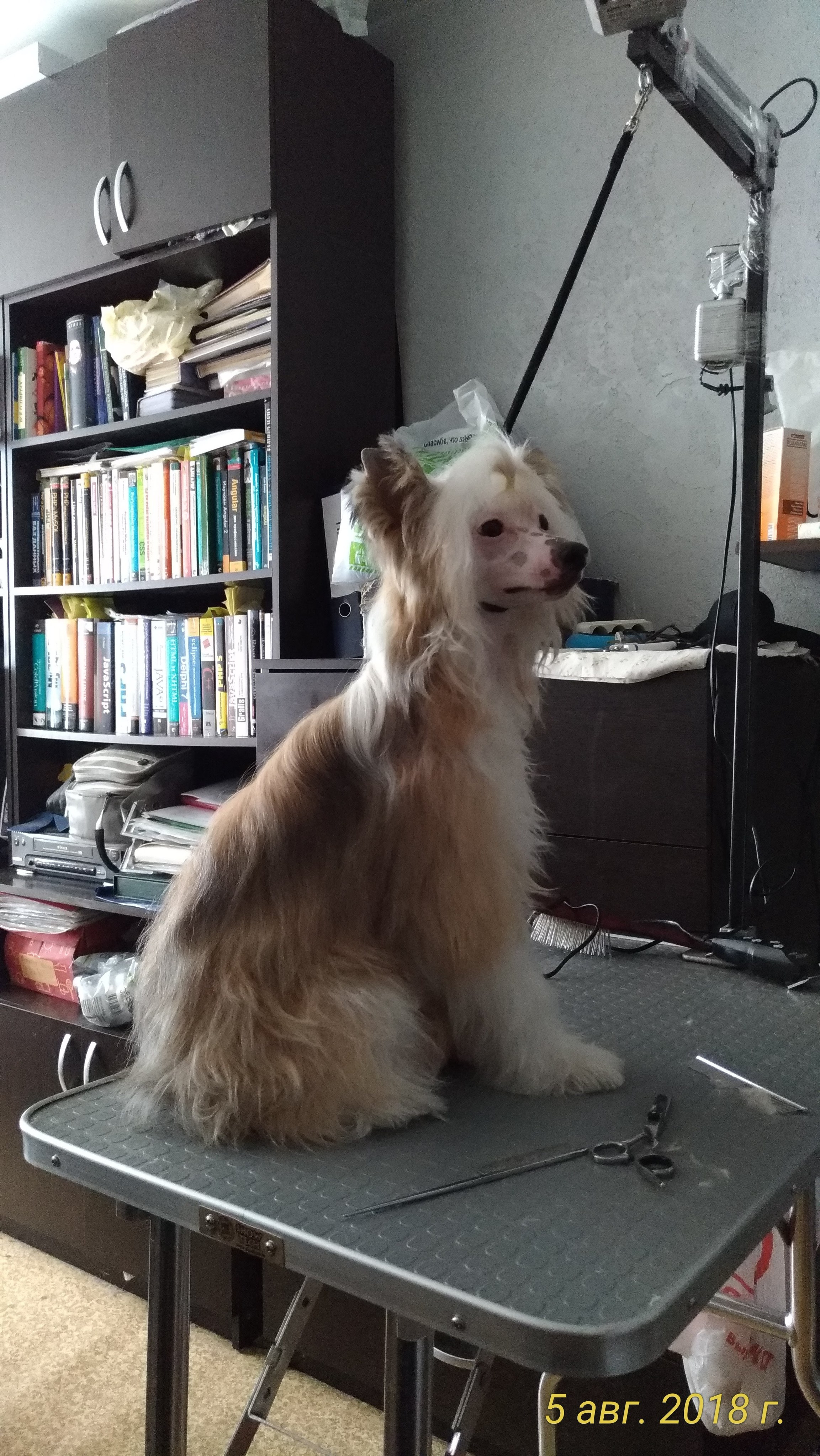 Barthelamew is leaving. Poale Ell Chinese Crested Dog Kennel: Buy a puppy from the kennel