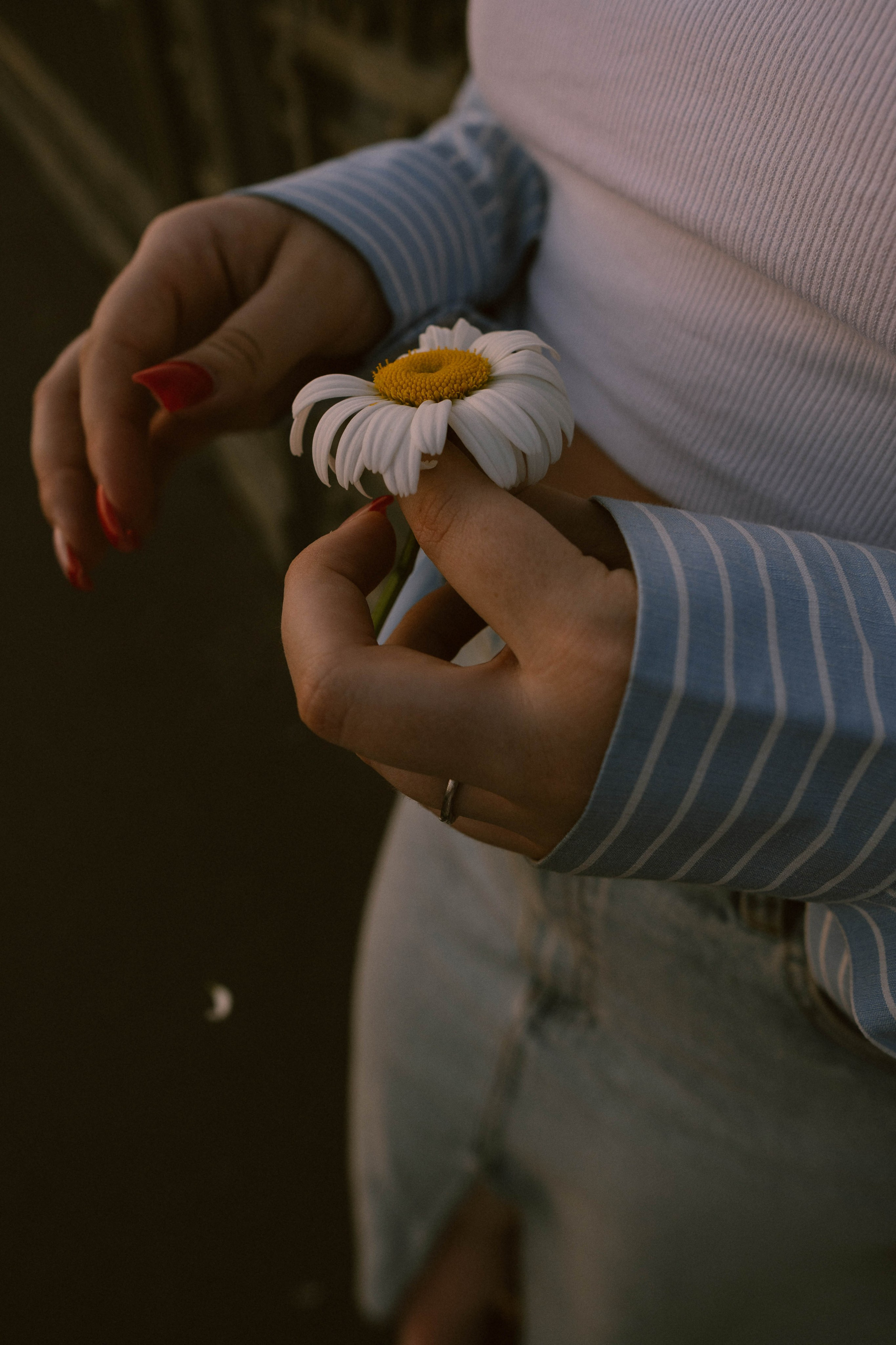Виктория, ромашки и летний закат. Фотограф в Санкт-Петербурге Головина Анастасия