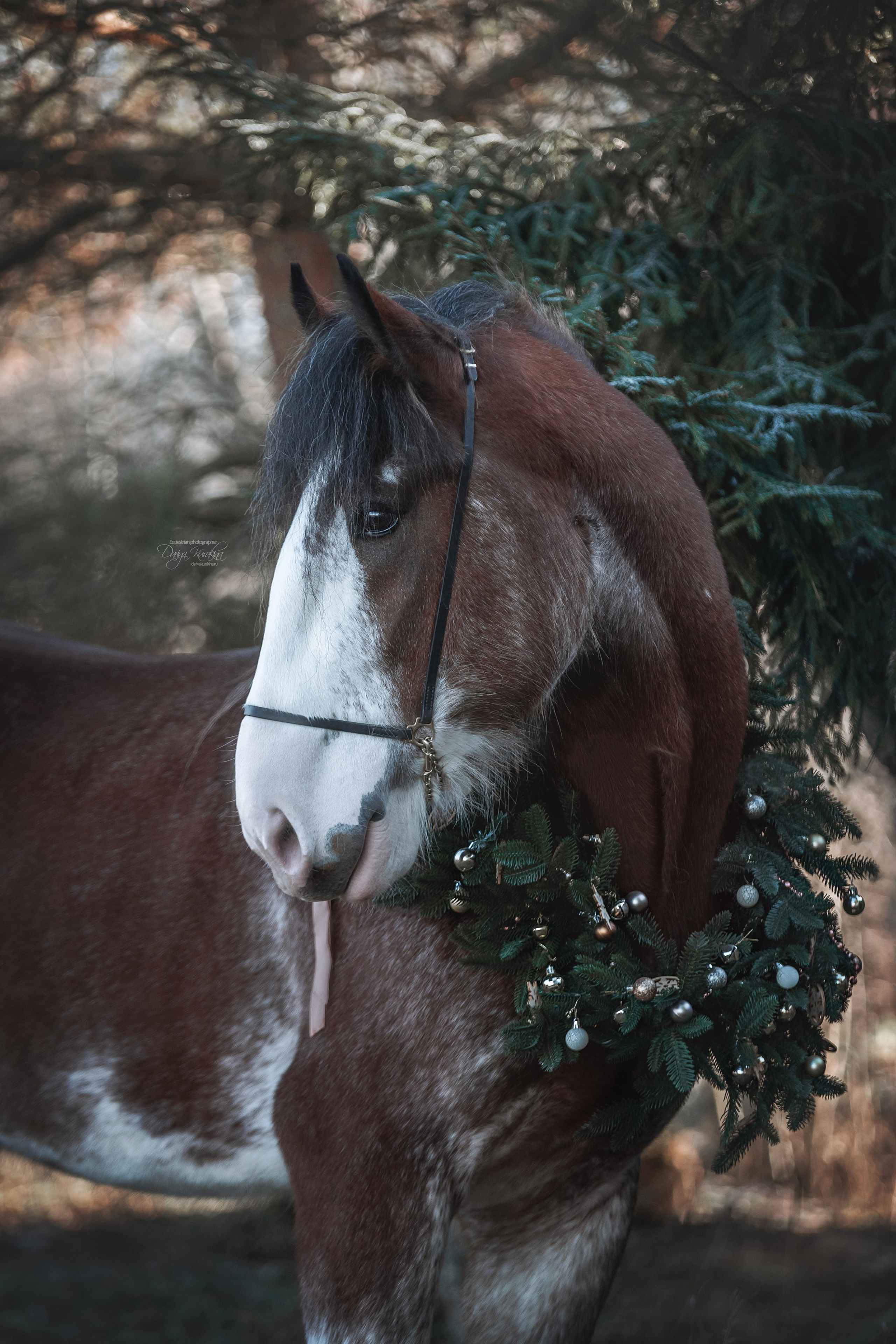 Komardins. Конный фотограф Куракина Дарья • Фотосессии с лошадьми