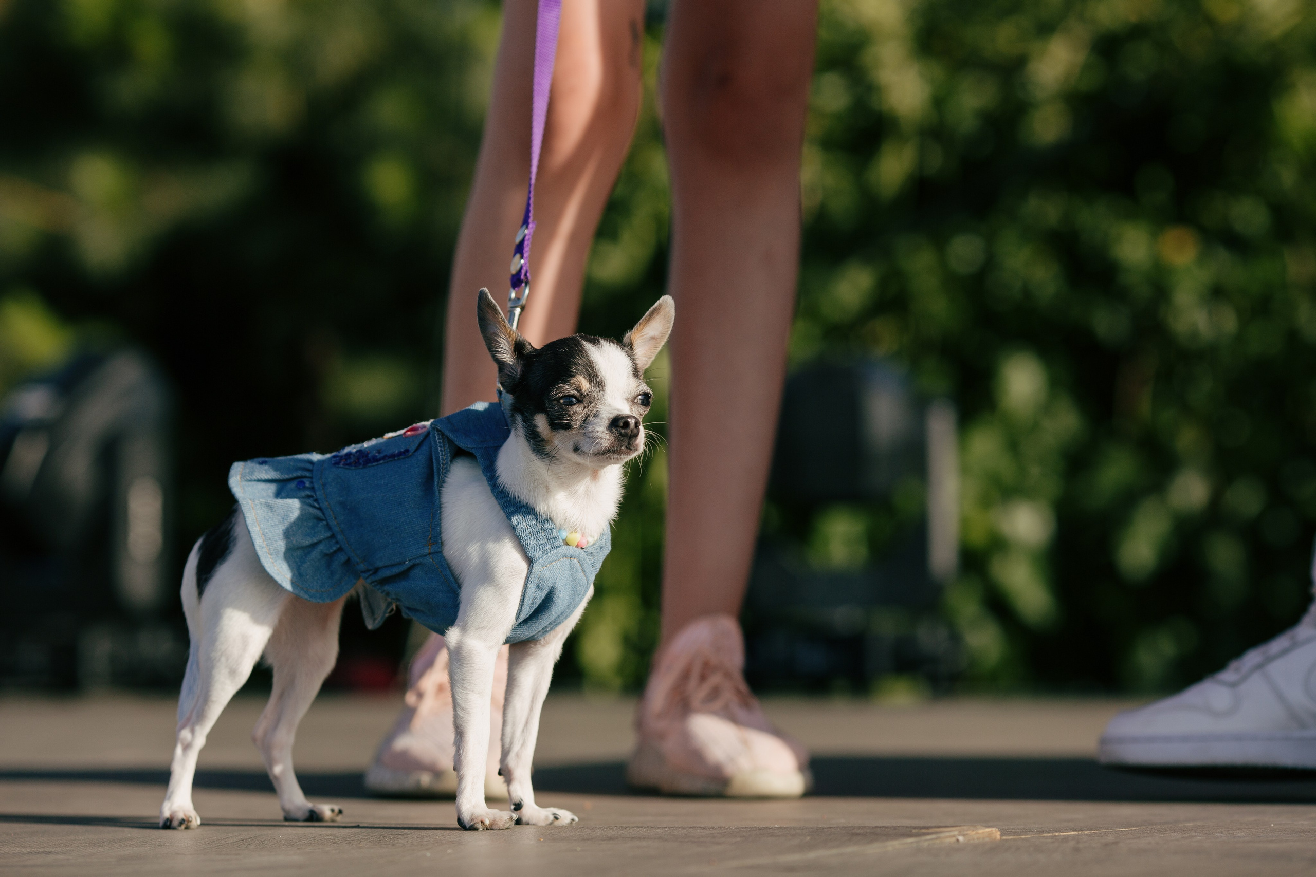 Dog Fest 2024. Главная