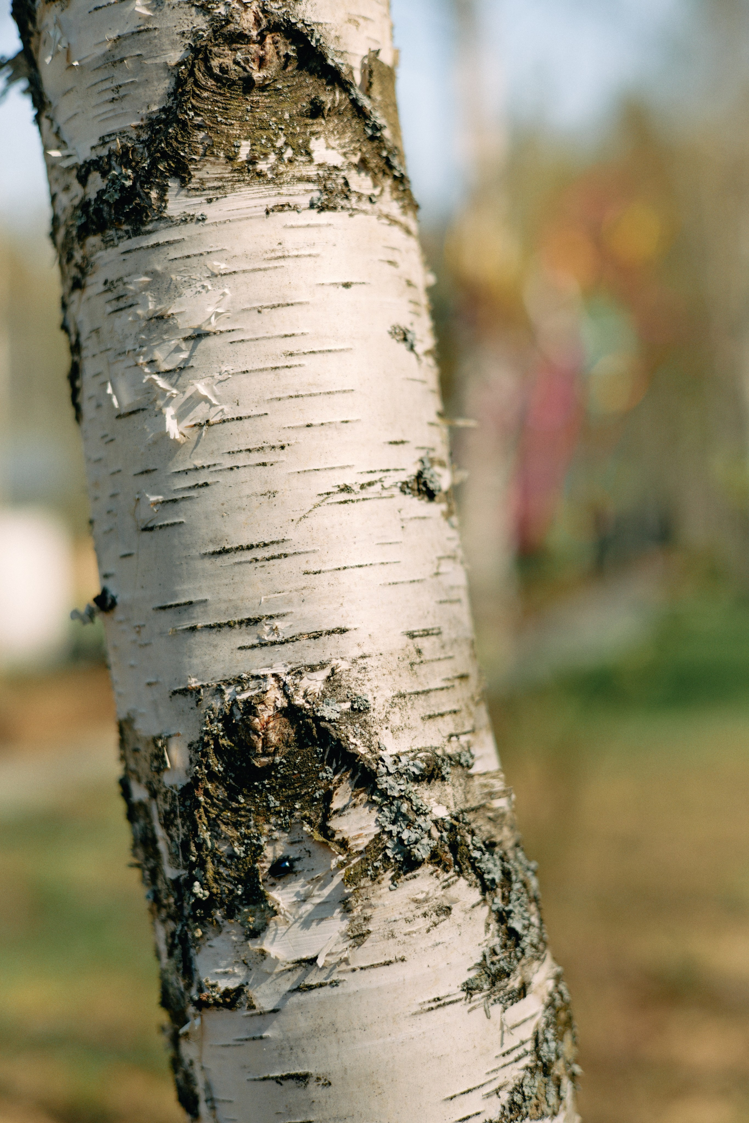 Бутик-отель Поле летом. Профессиональный Фотограф во Владимире, в Москве и в Суздале — Полина Романычева