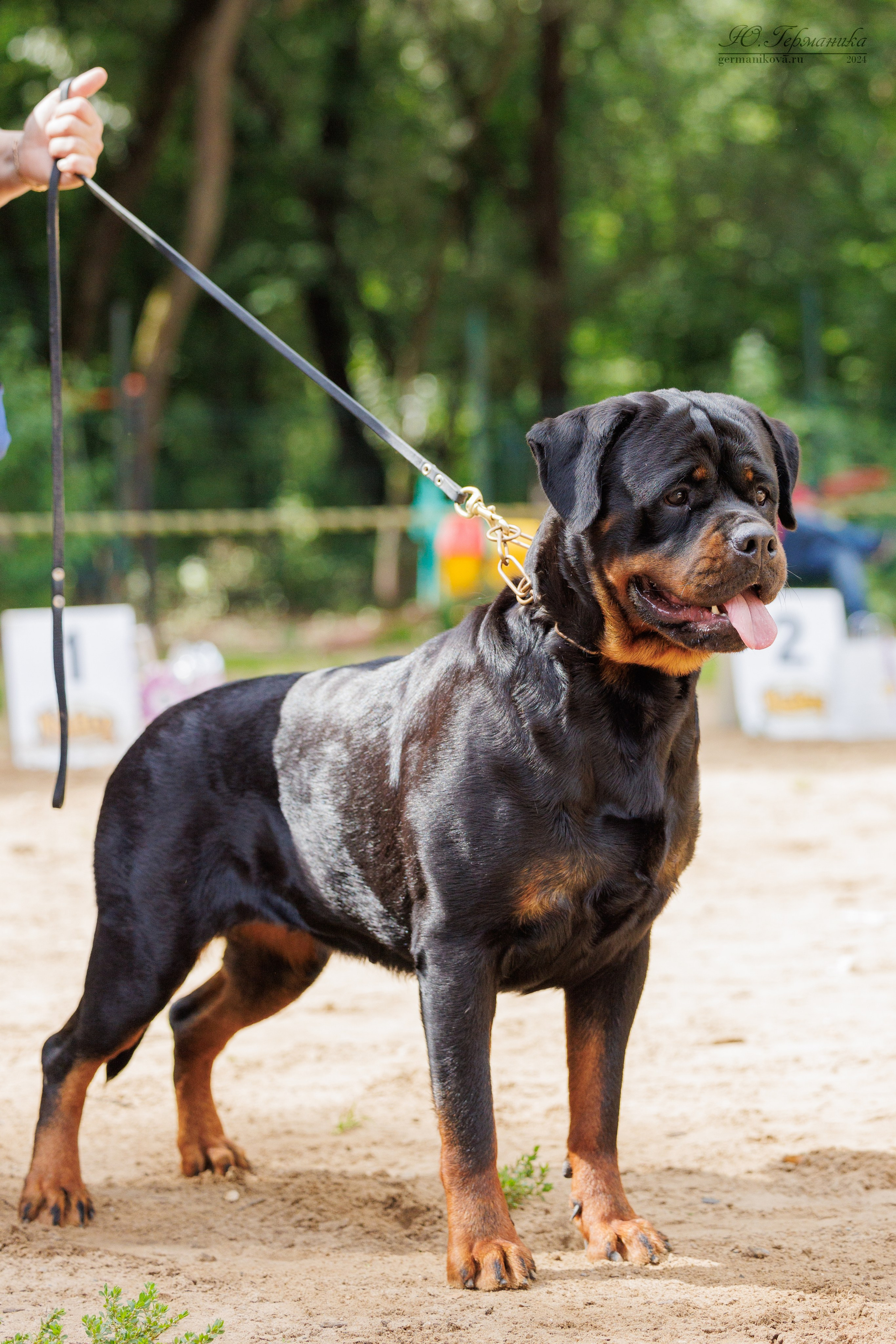 Рязань-Ховрино 10-11.08.2024 3хмоно ротвейлеров. Фотограф-анималист Юлия Германика