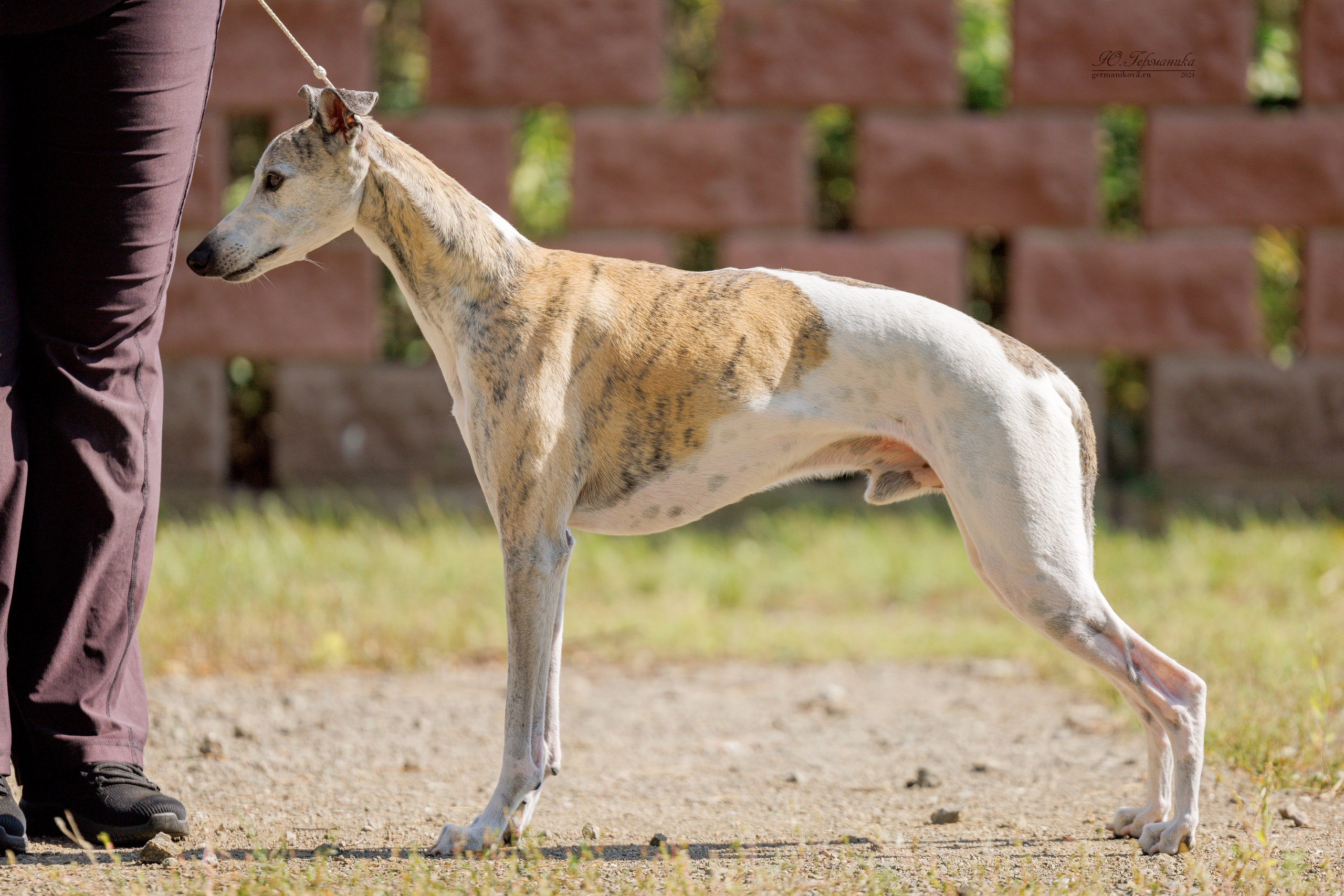 Астана 2хCACIB 17-18.08.2024. Фотограф-анималист Юлия Германика